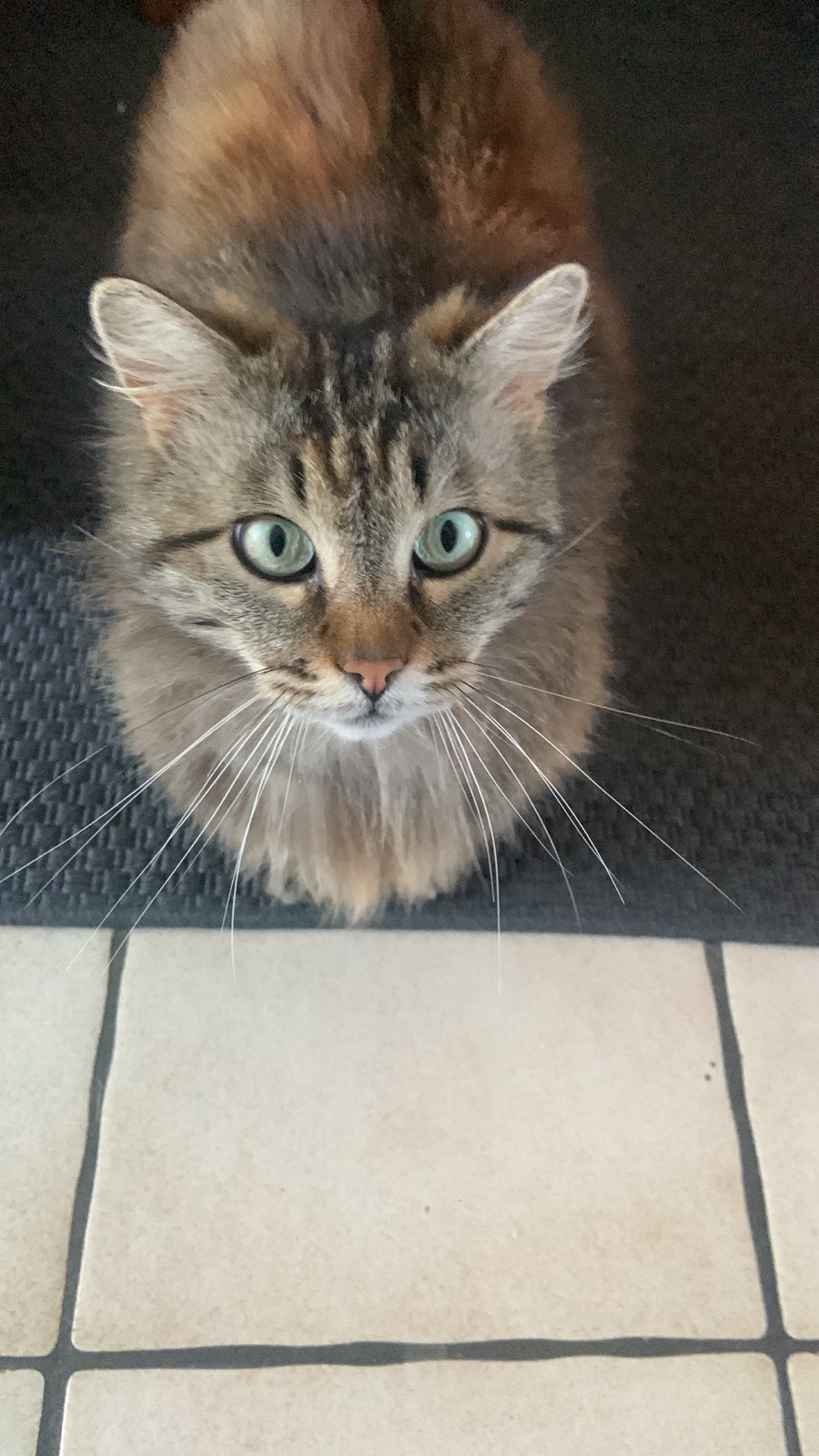 Lisa Pets — photo