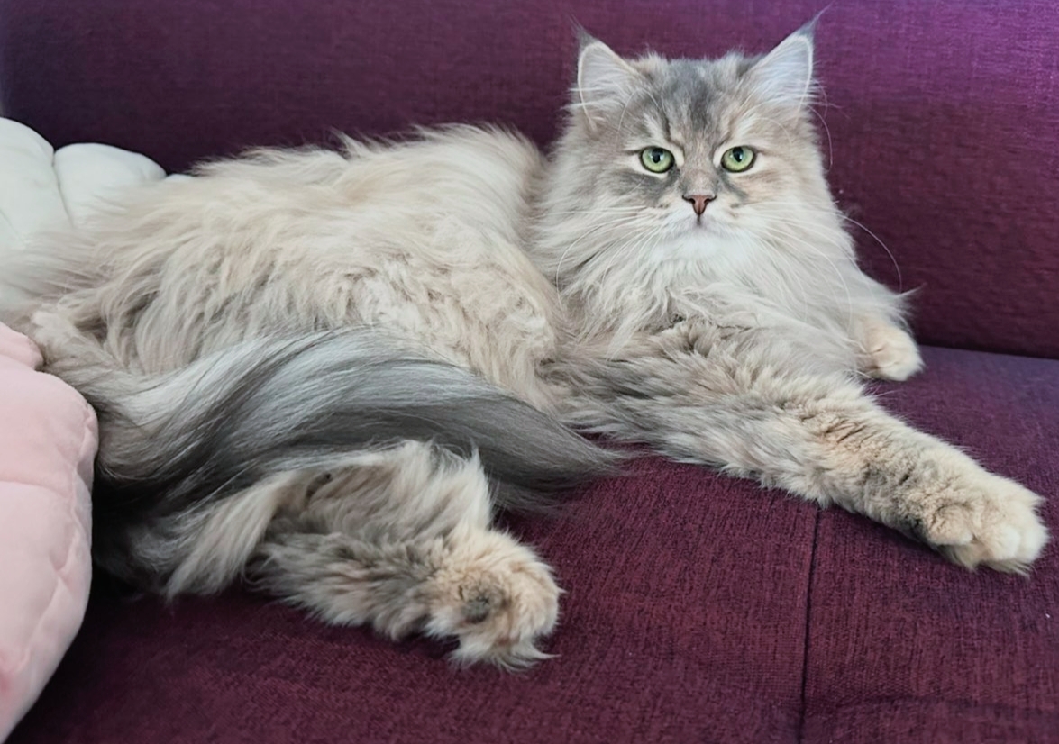 Lisa Pets — photo