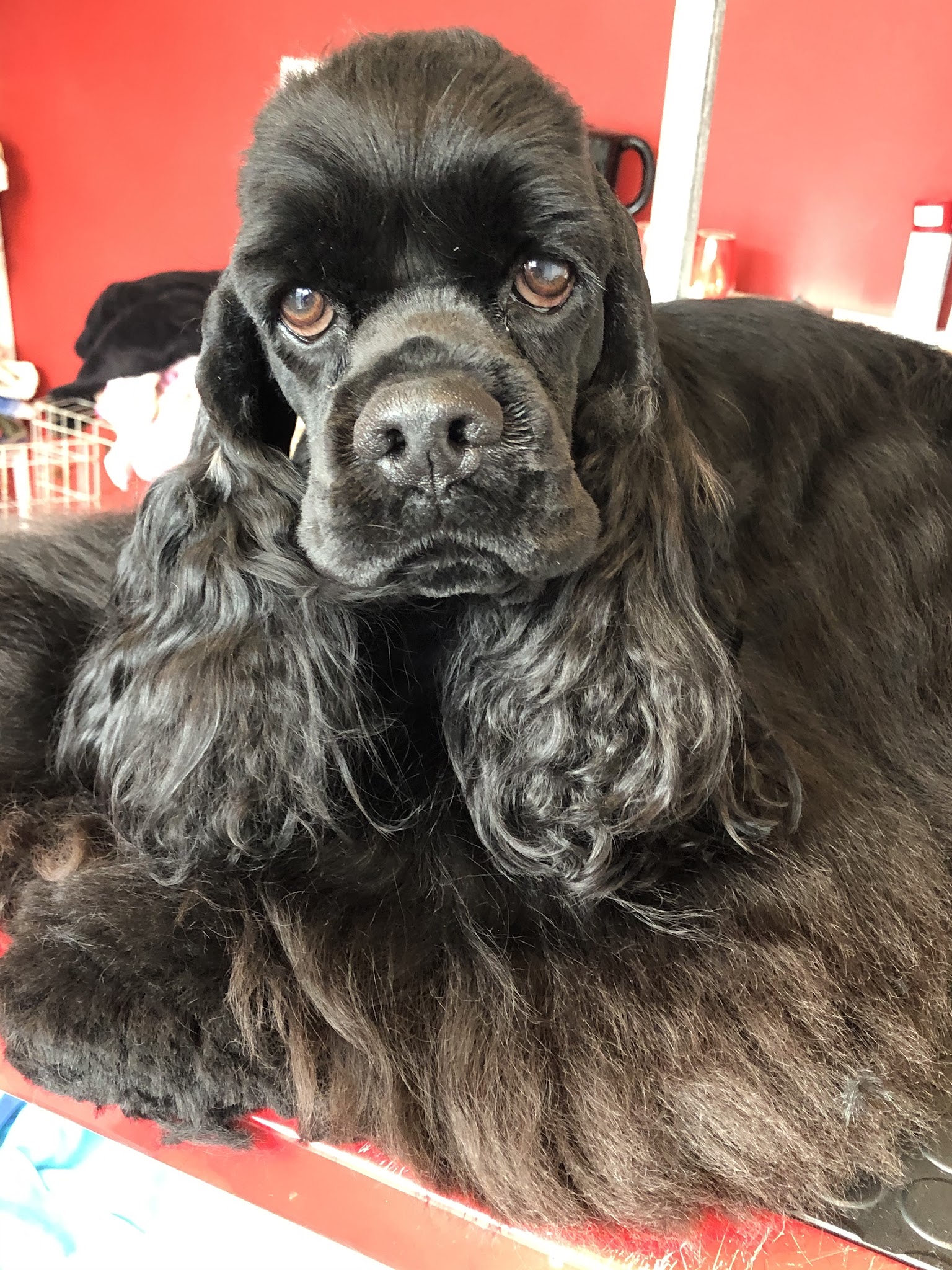 Dogs Life — photo