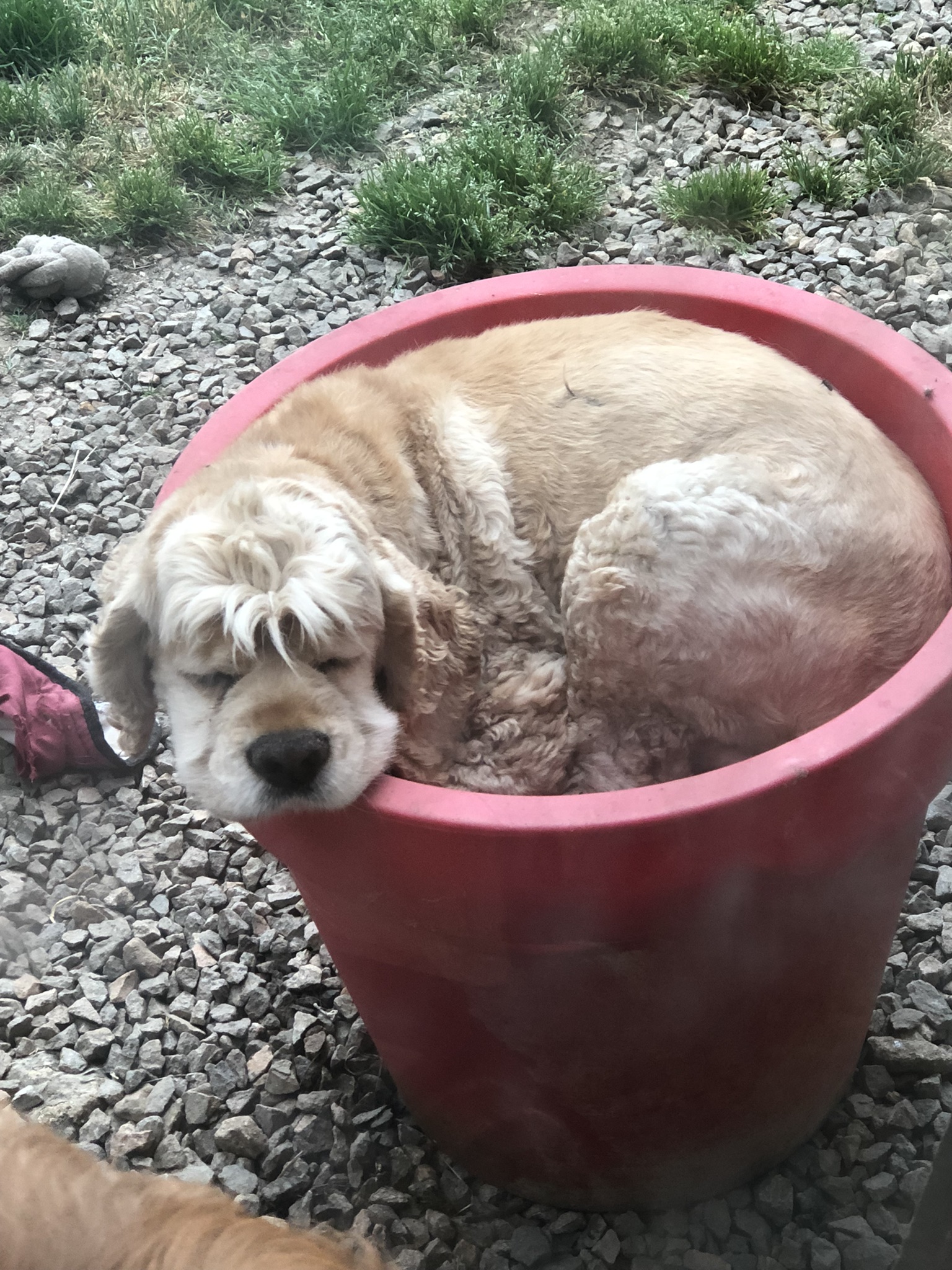 Dogs Life — photo
