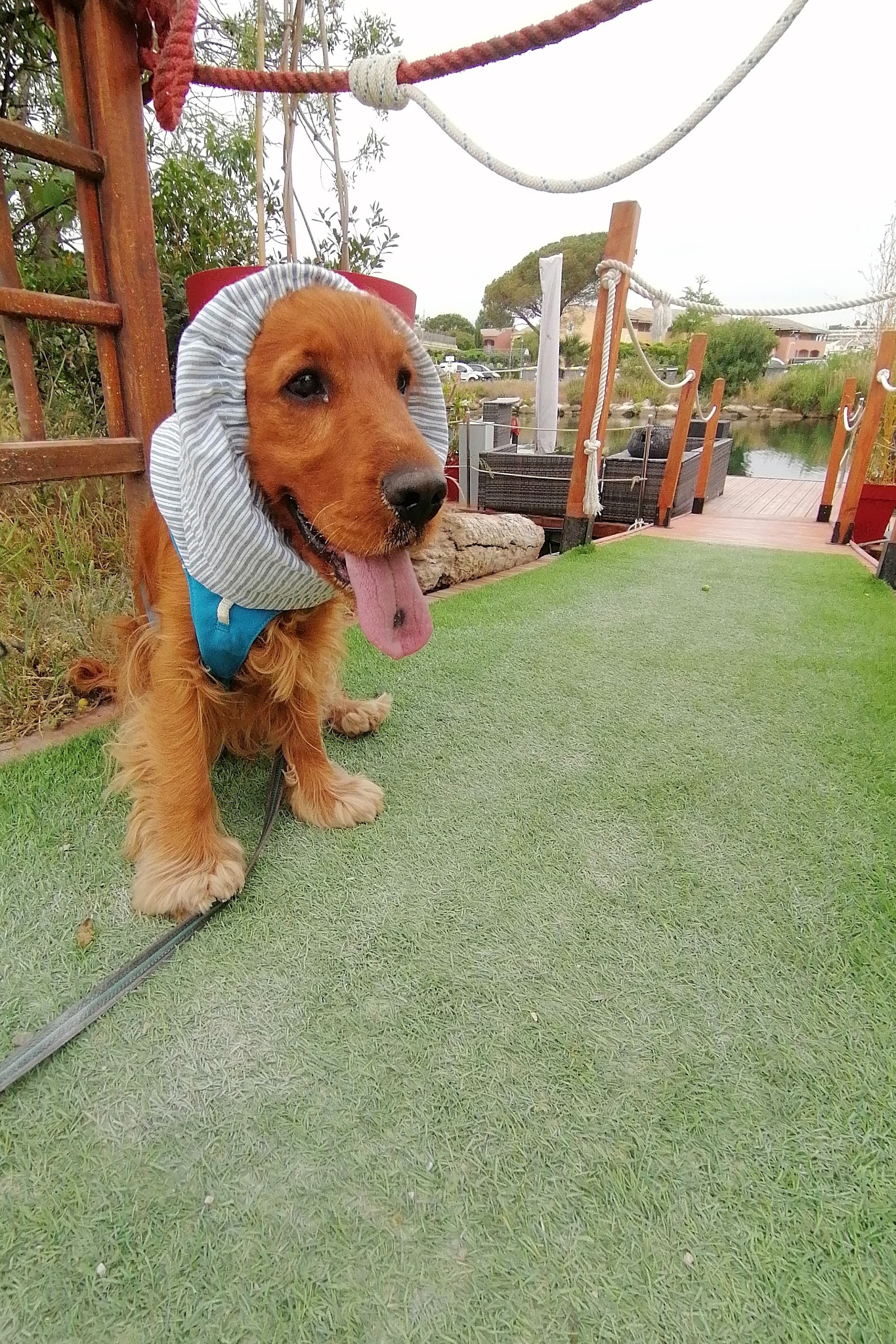 Tigrou et Scooby-doo — photo