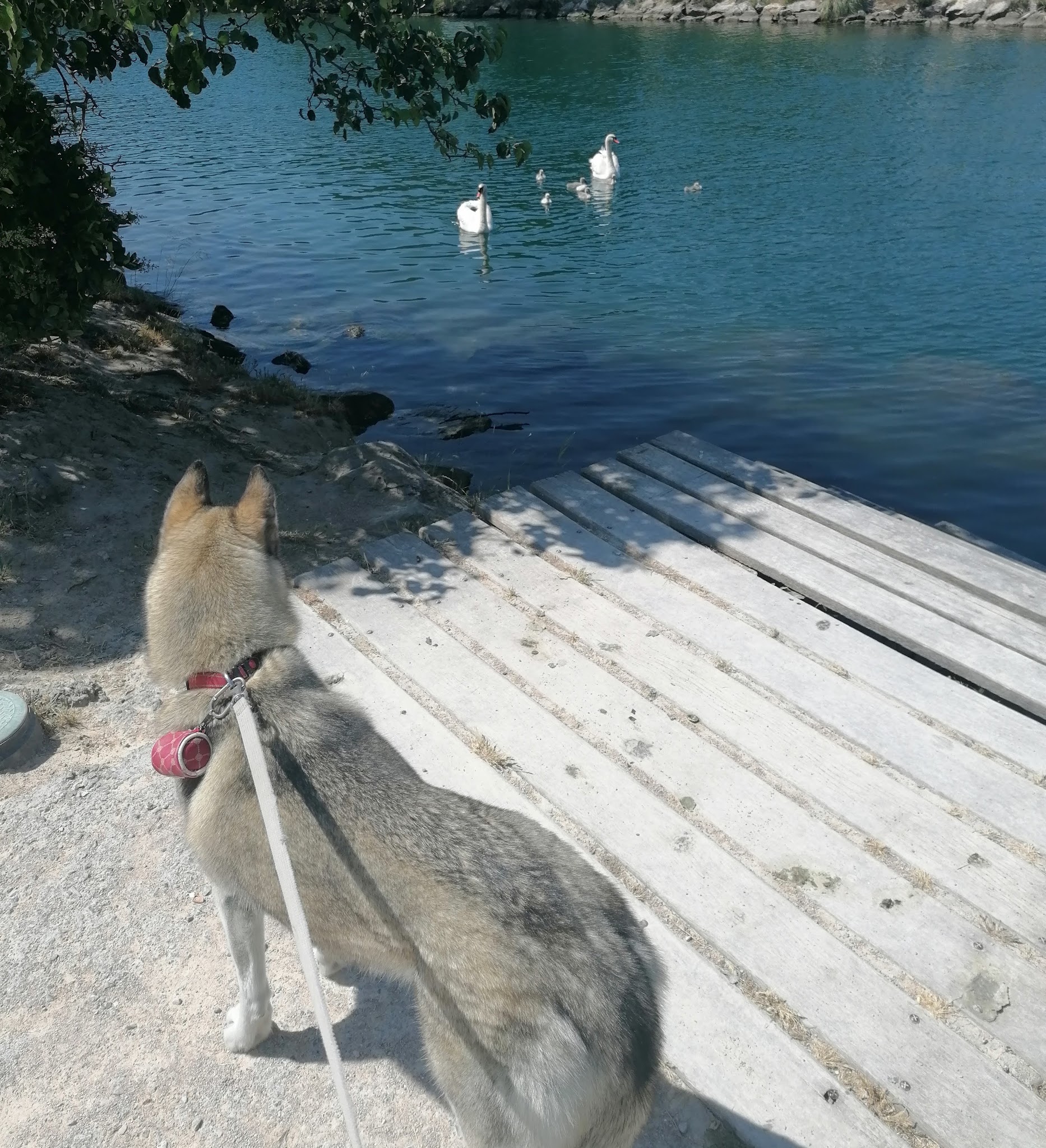 Tigrou et Scooby-doo — photo