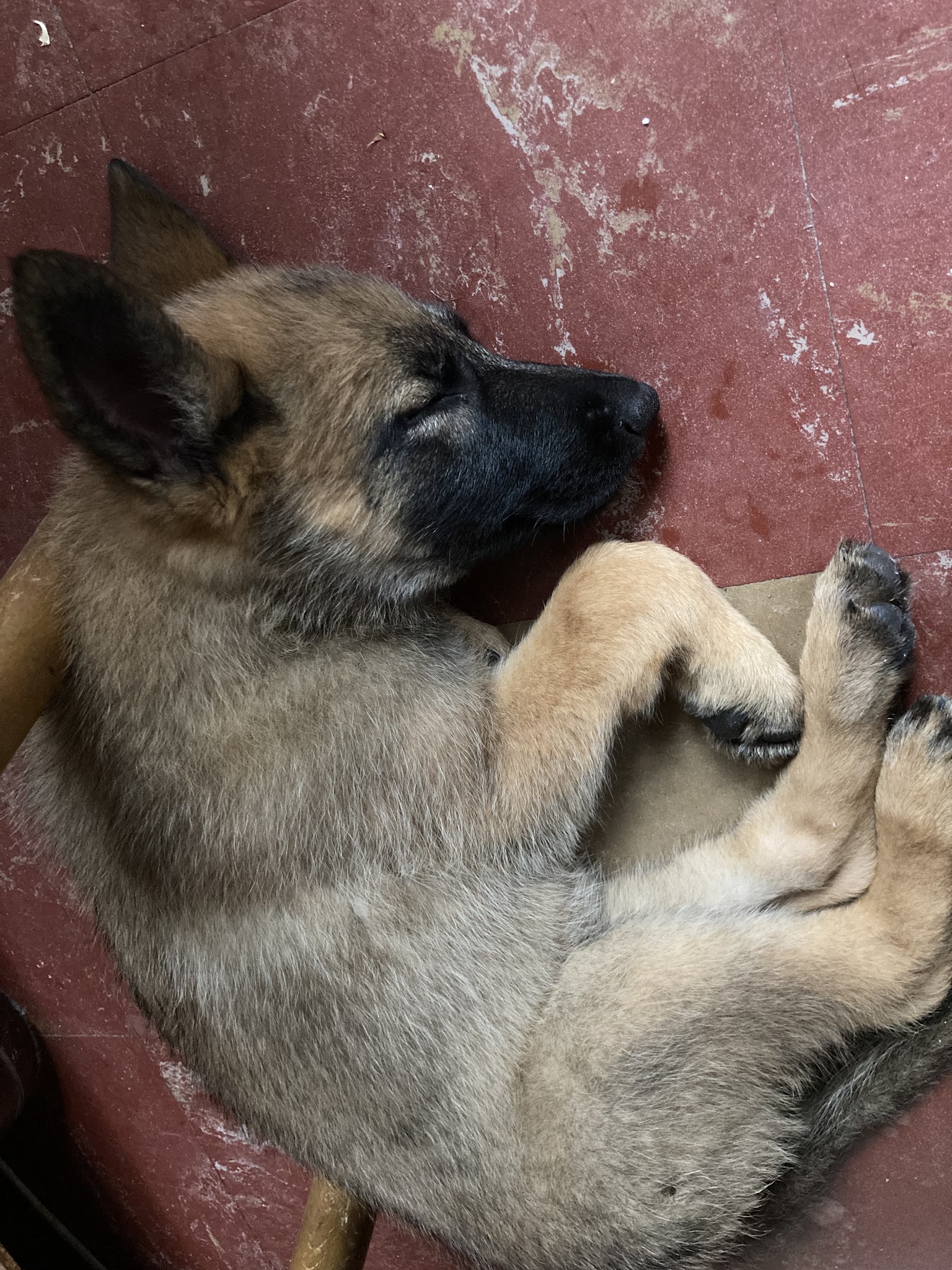 centre Canin du Longeau — photo