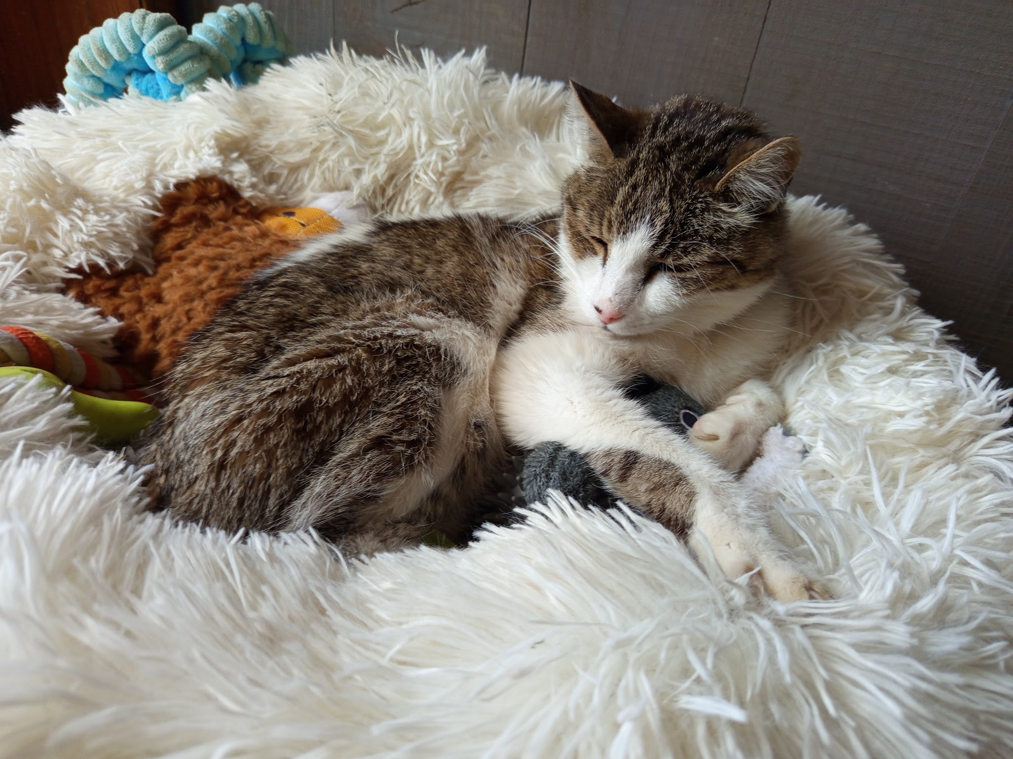 Les petites pattes Mévennaises — photo