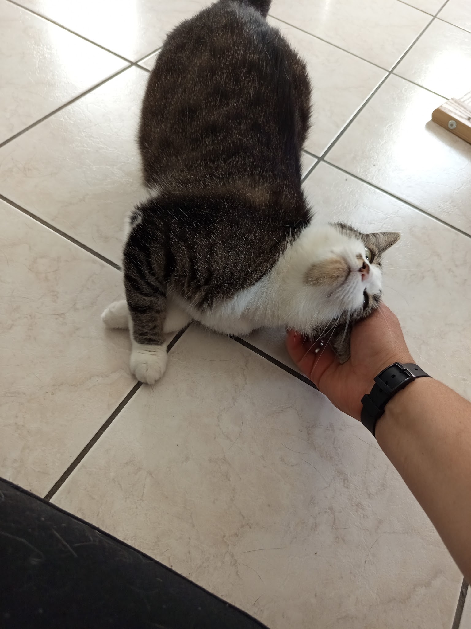 Les petites pattes Mévennaises — photo