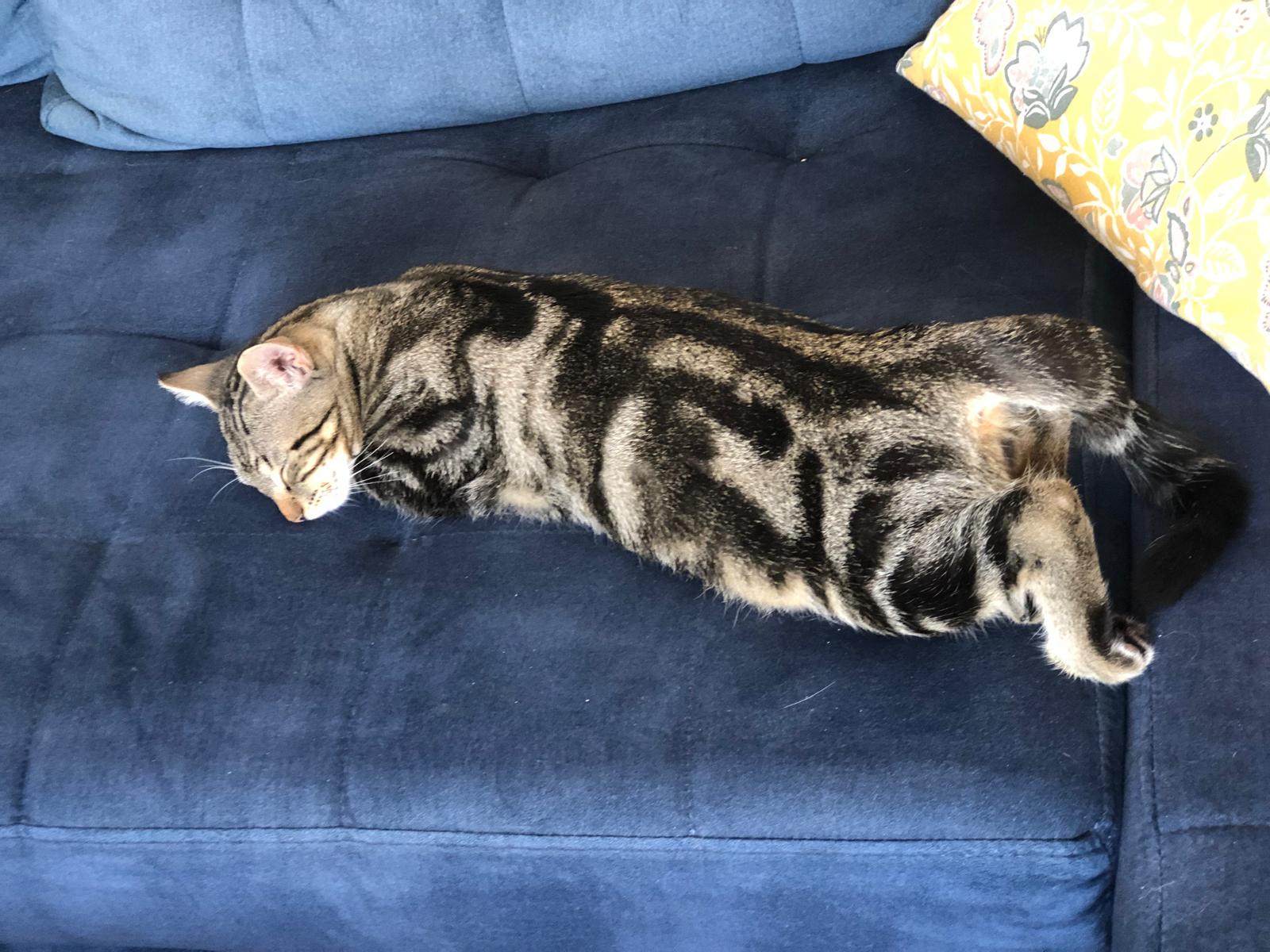 Les petites pattes Mévennaises — photo