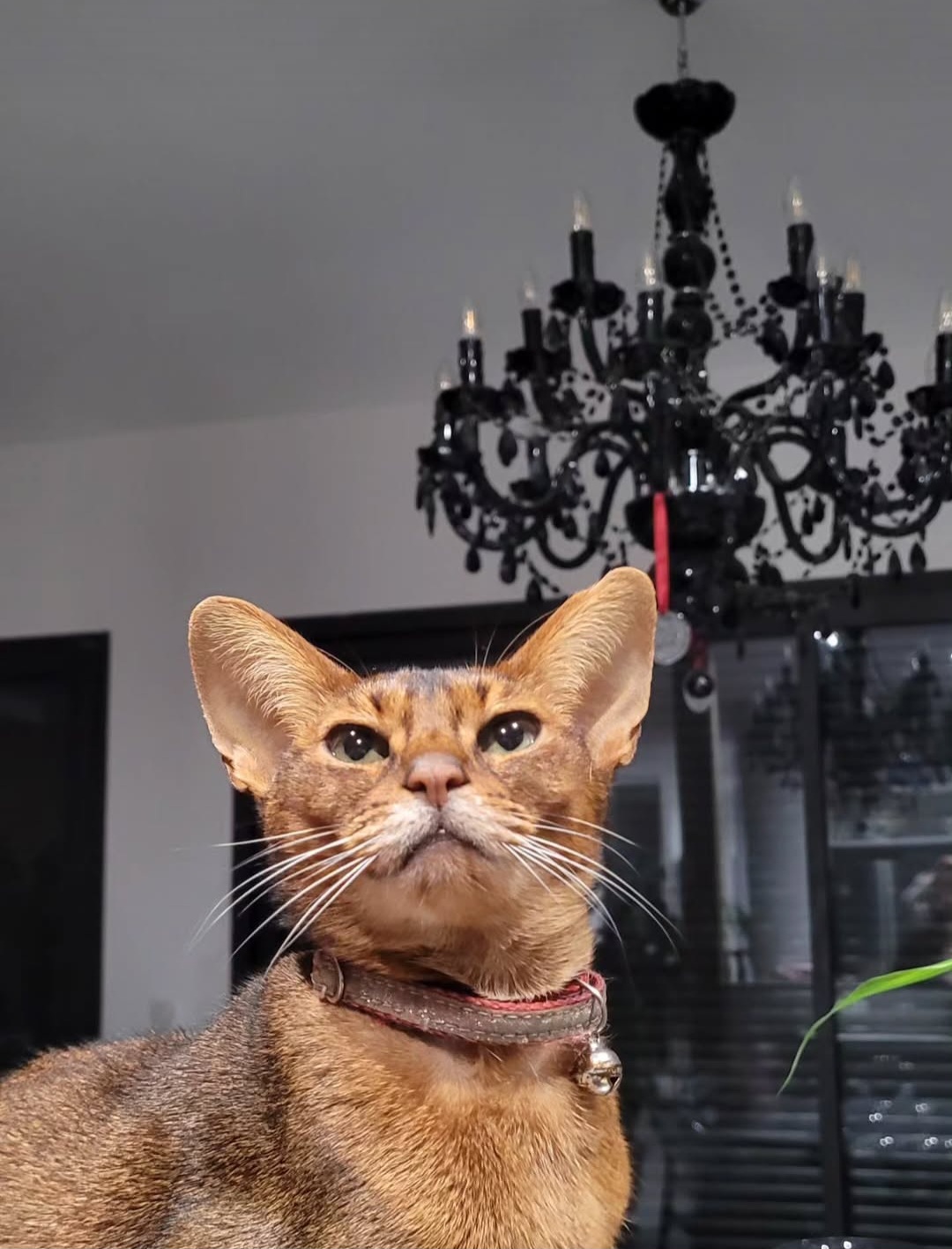 Paw-aime — photo