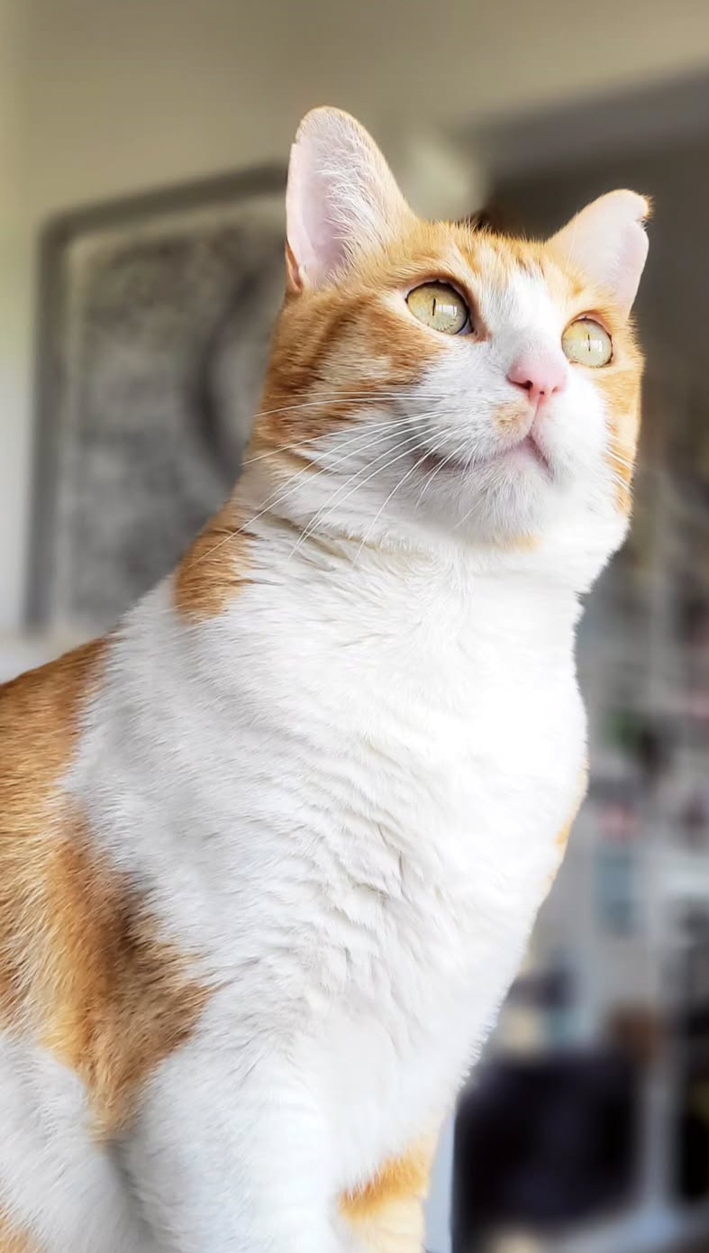 Paw-aime — photo