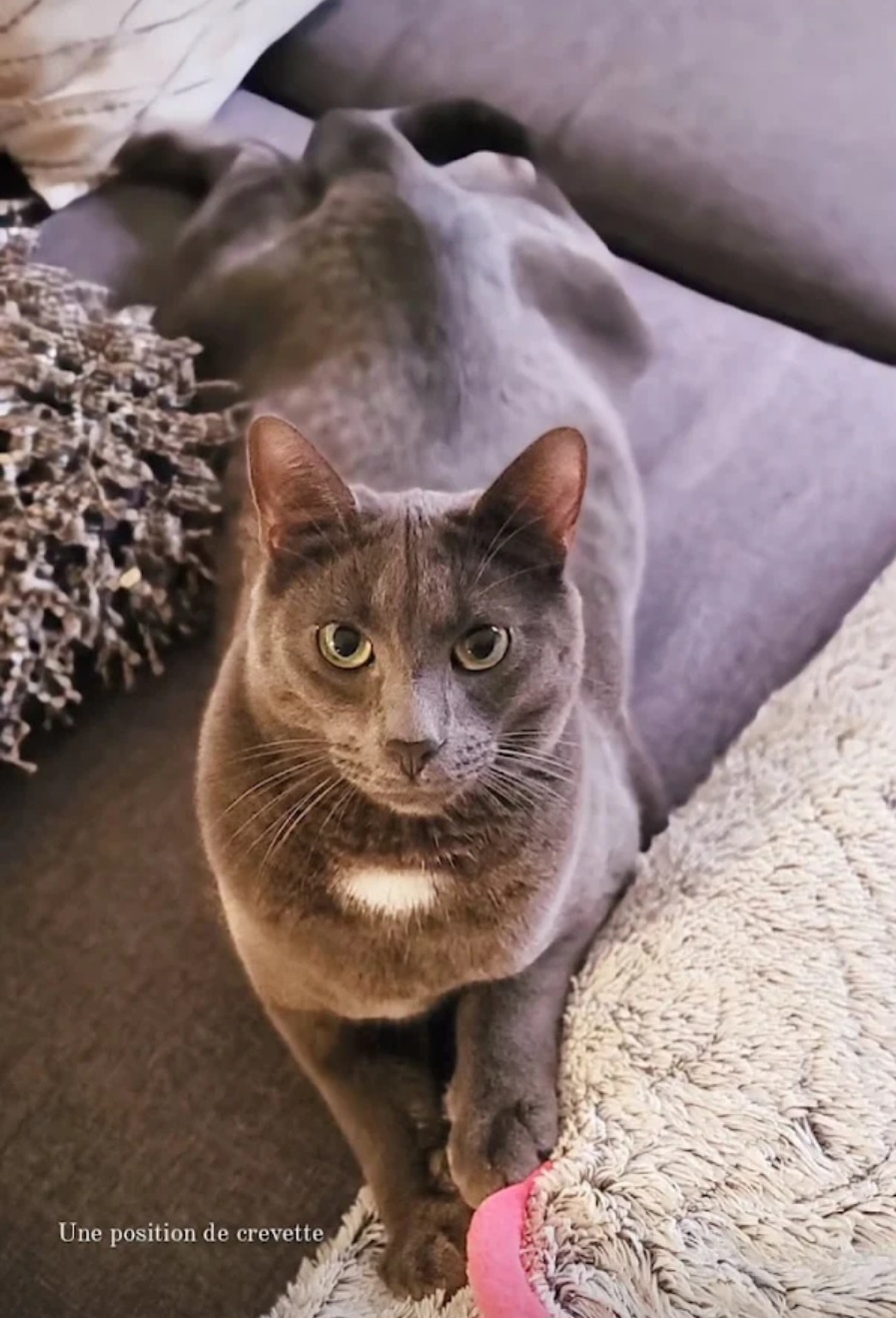 Paw-aime — photo