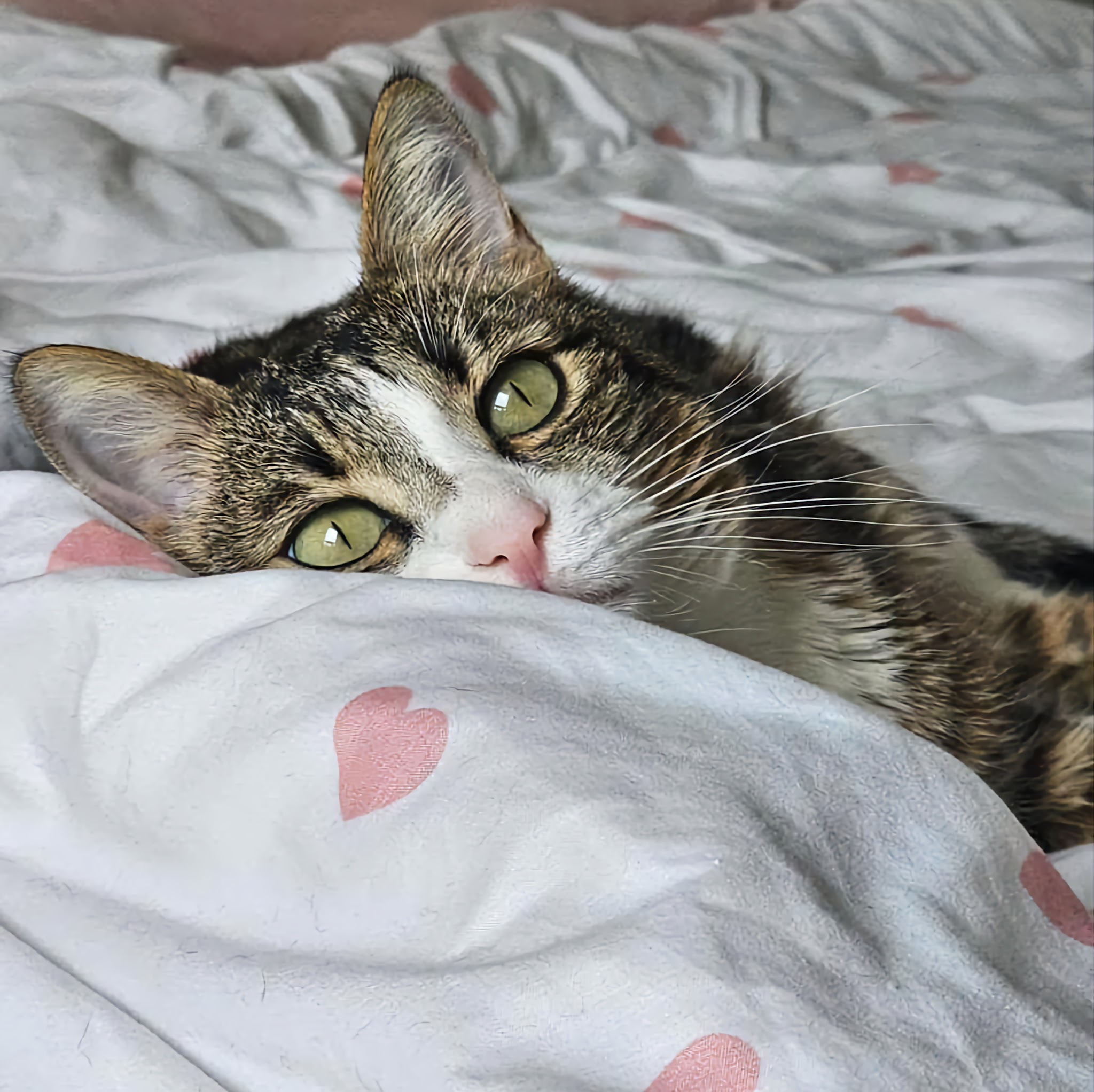 Paw-aime — photo