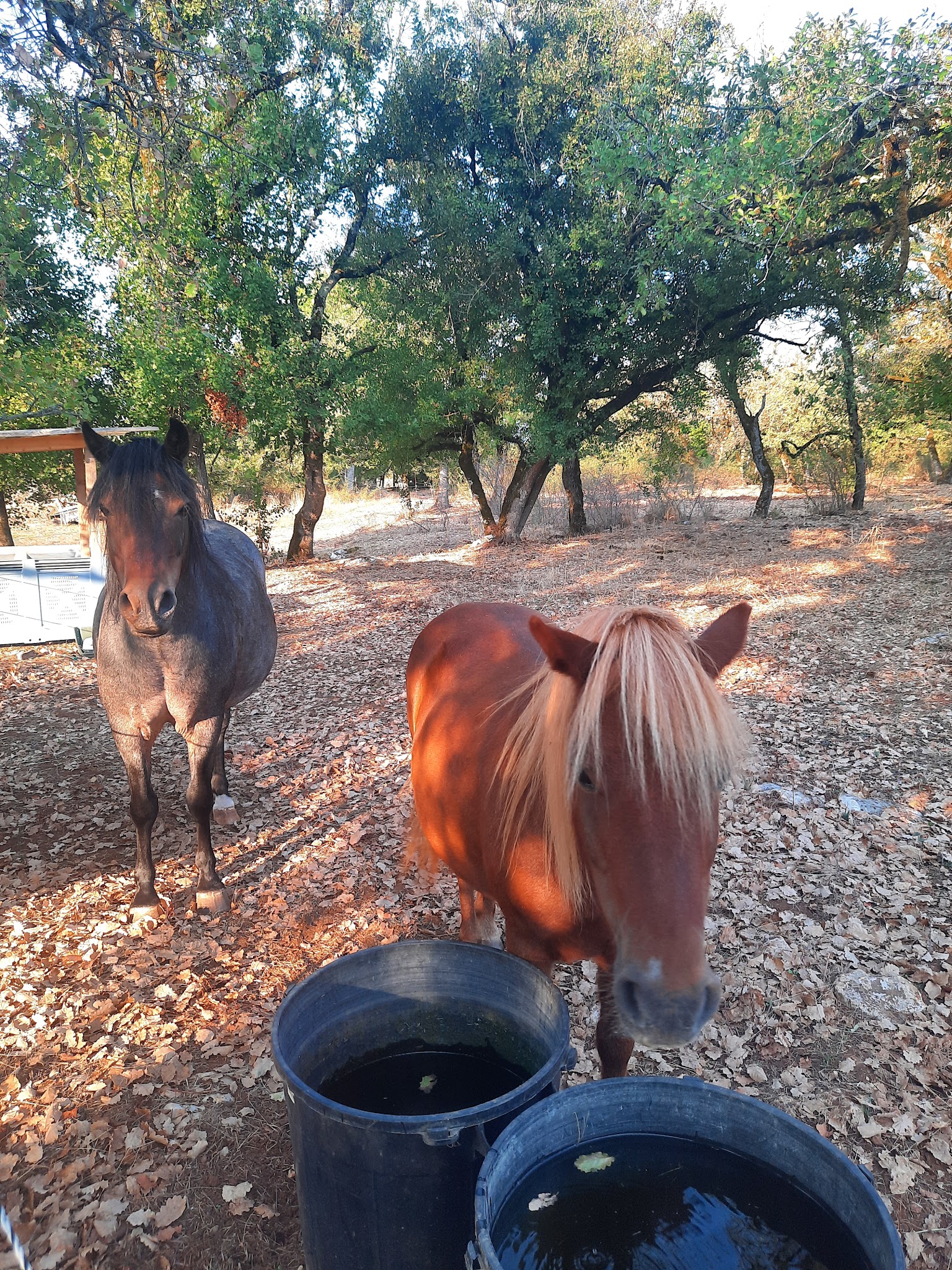Des Pattes aux Sabots - Elodie Pet Sitter — photo