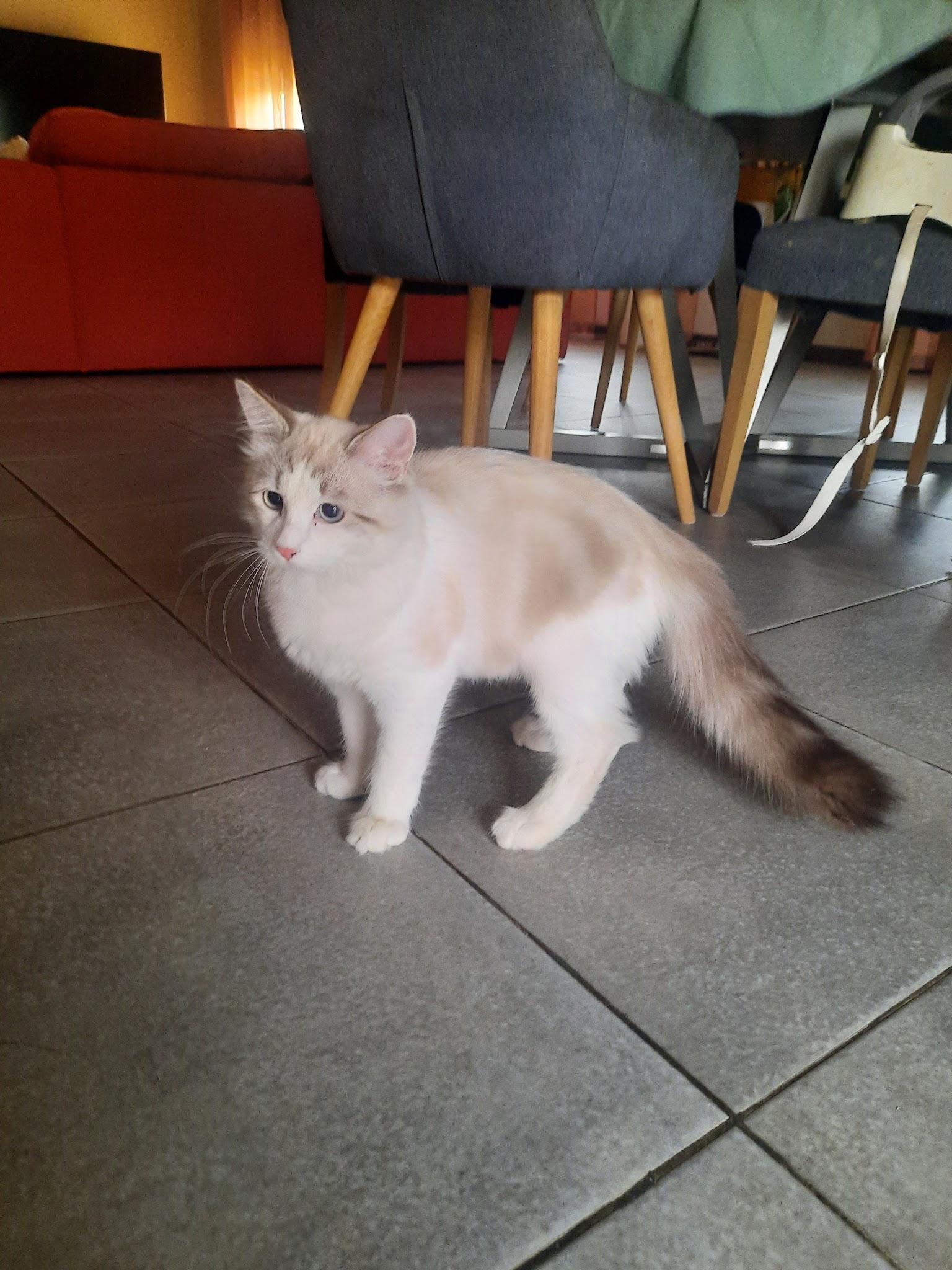 Des Pattes aux Sabots - Elodie Pet Sitter — photo
