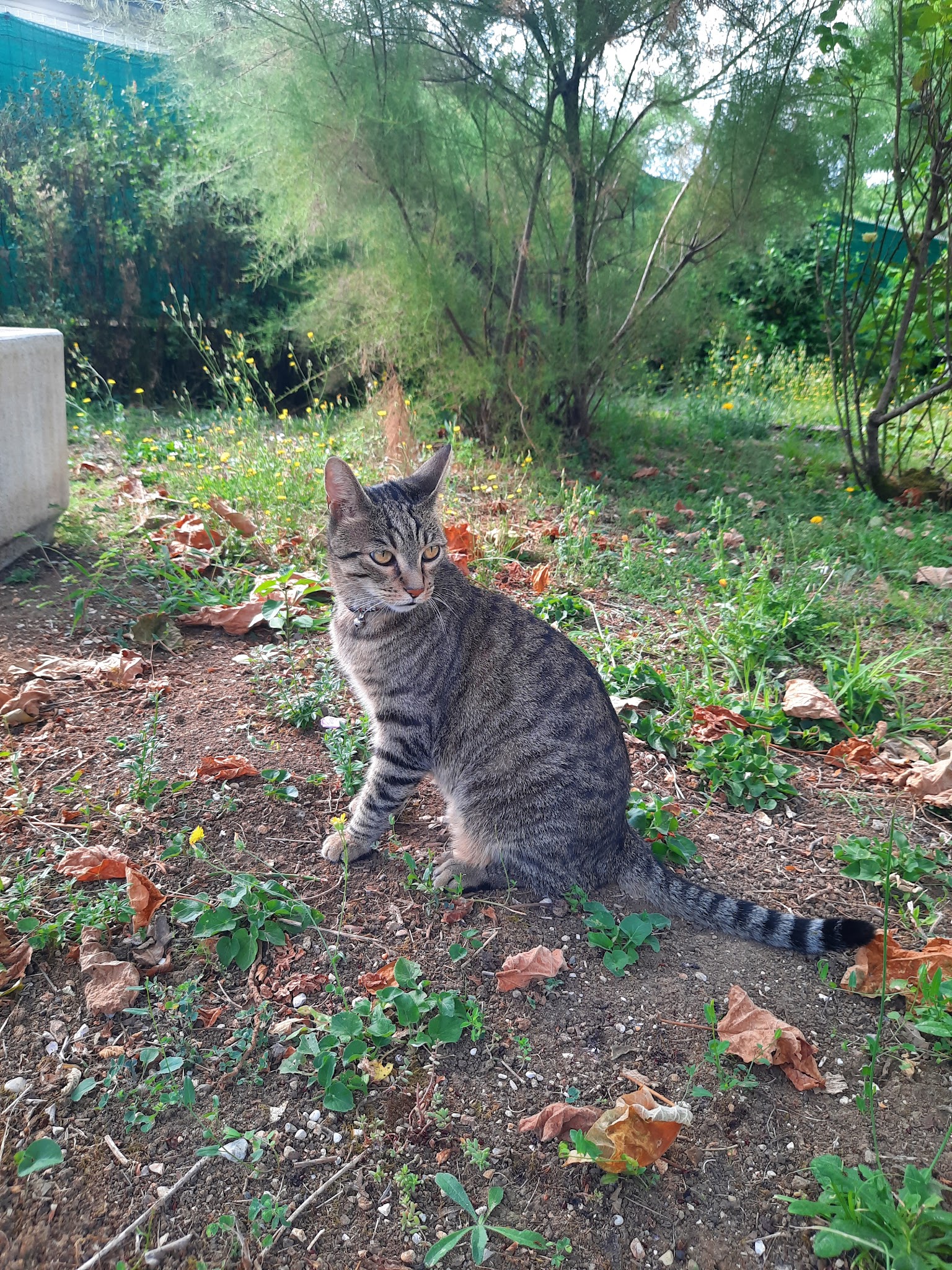 Des Pattes aux Sabots - Elodie Pet Sitter — photo