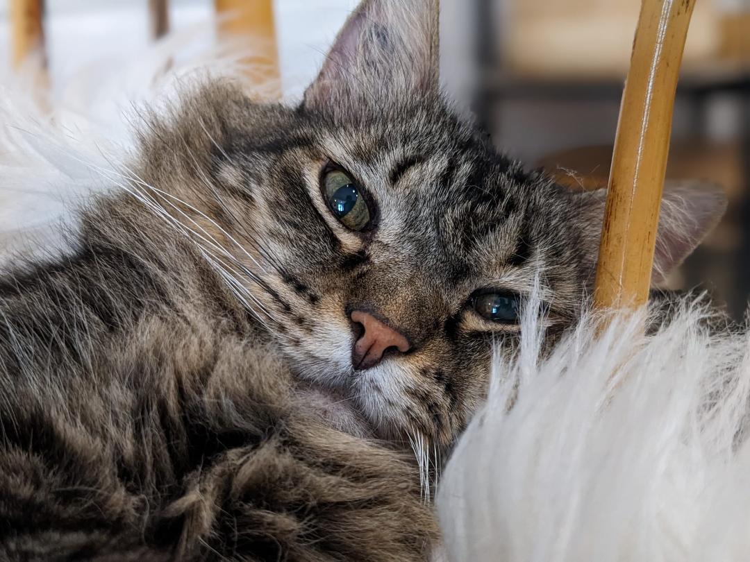 Des Pattes aux Sabots - Elodie Pet Sitter — photo
