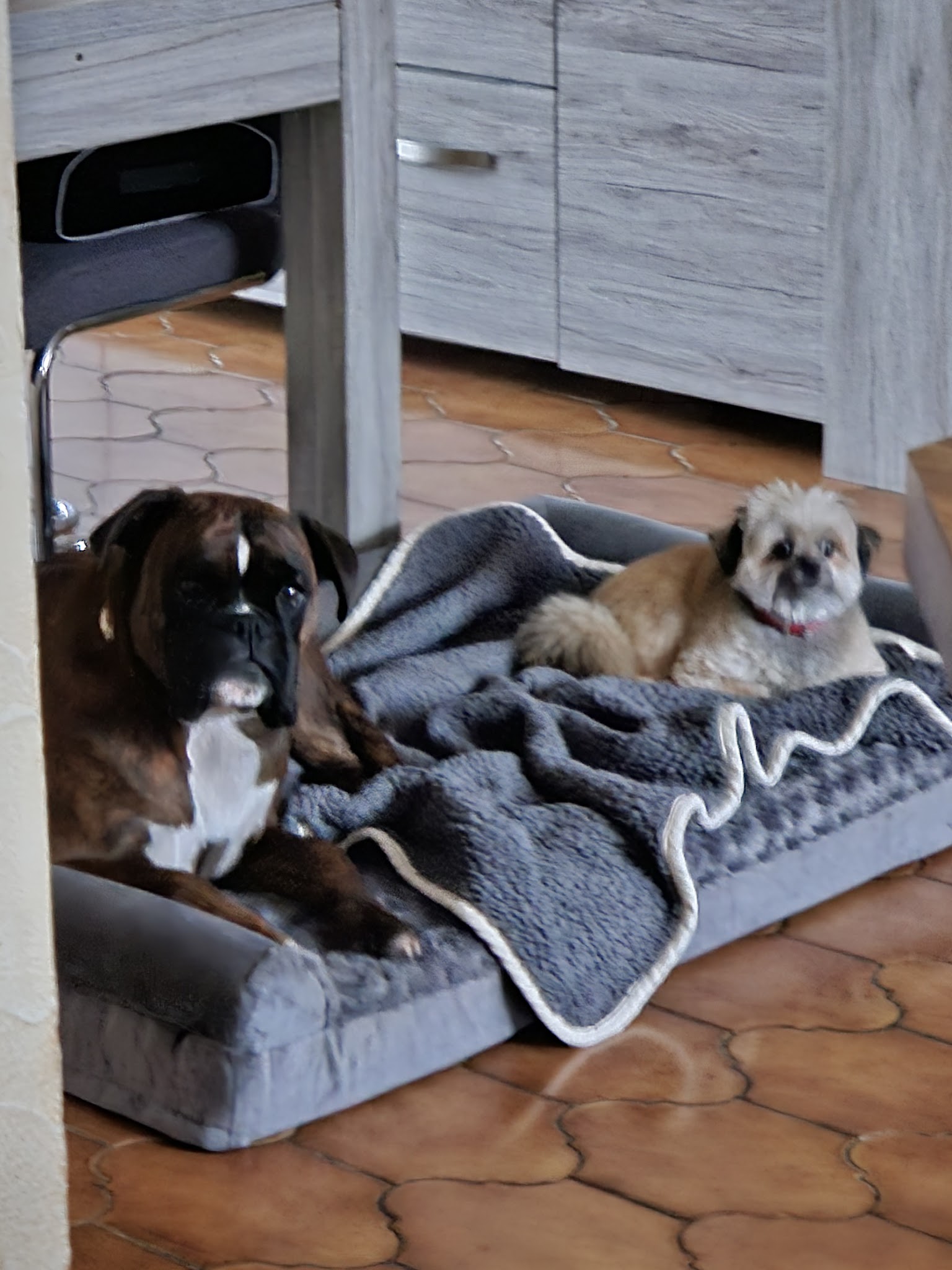 Soph and Dogs — photo