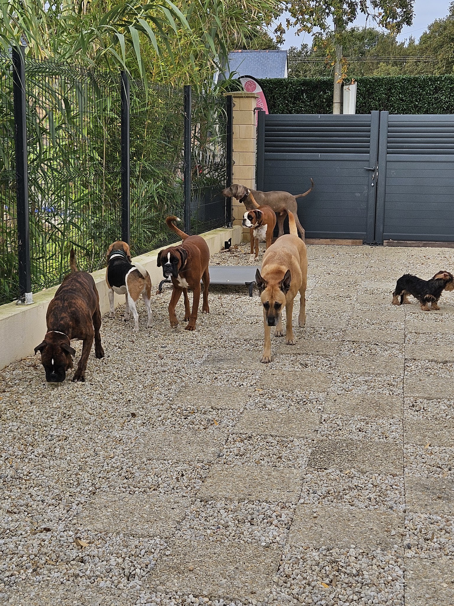 Soph and Dogs — photo