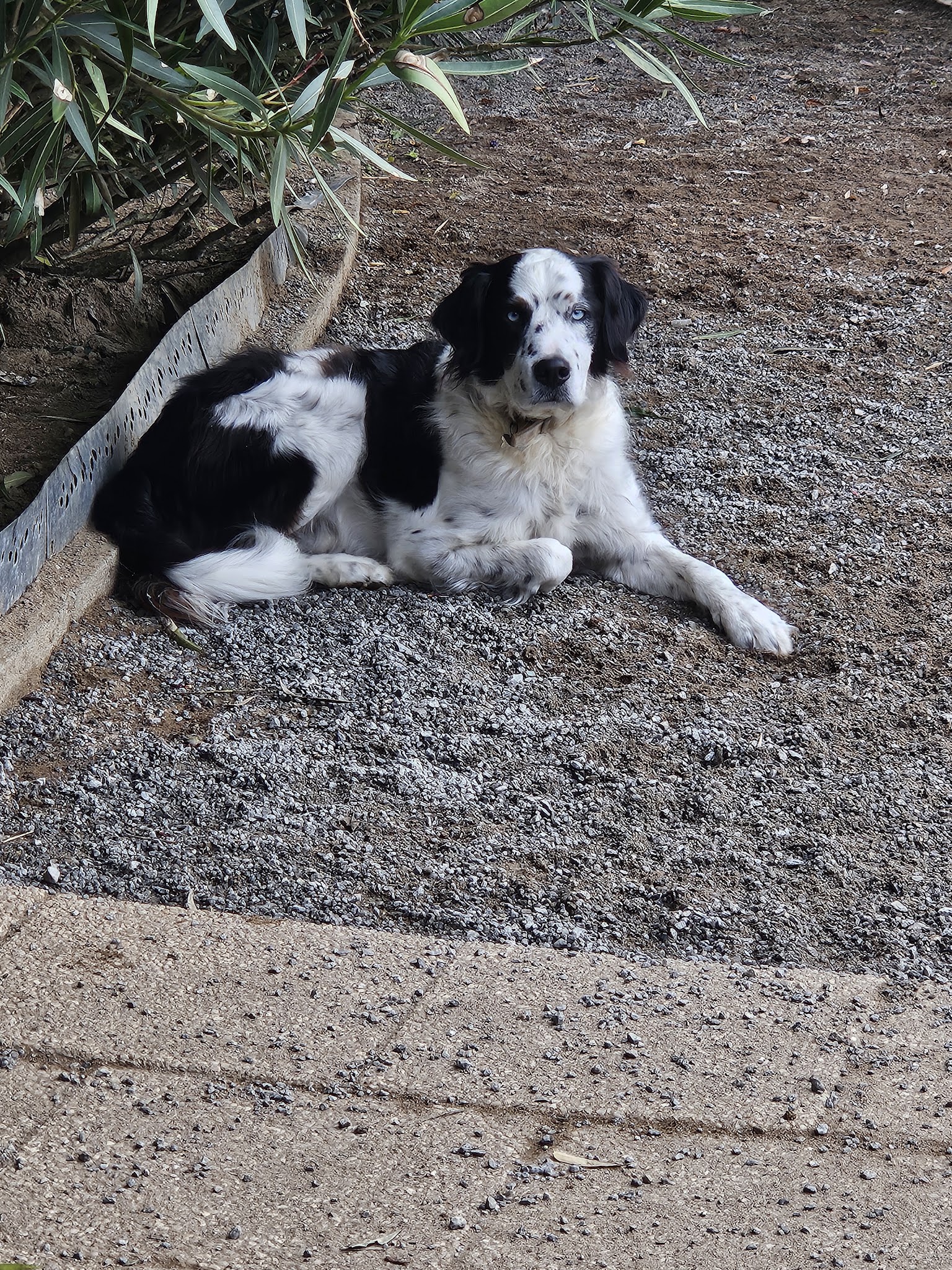 Soph and Dogs — photo