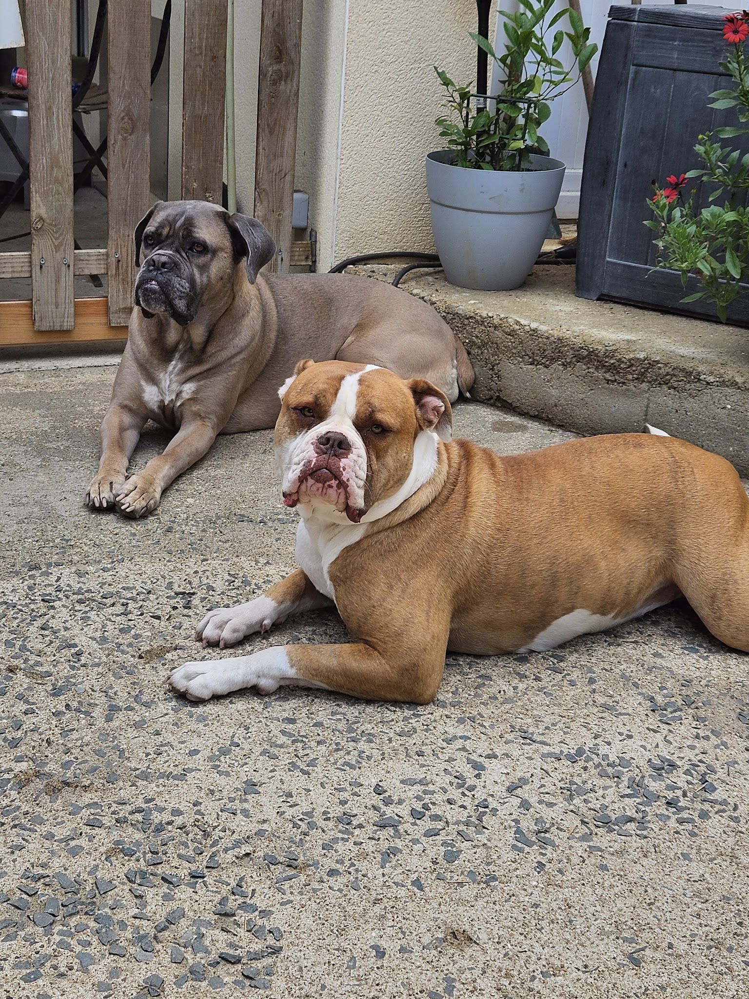 Soph and Dogs — photo