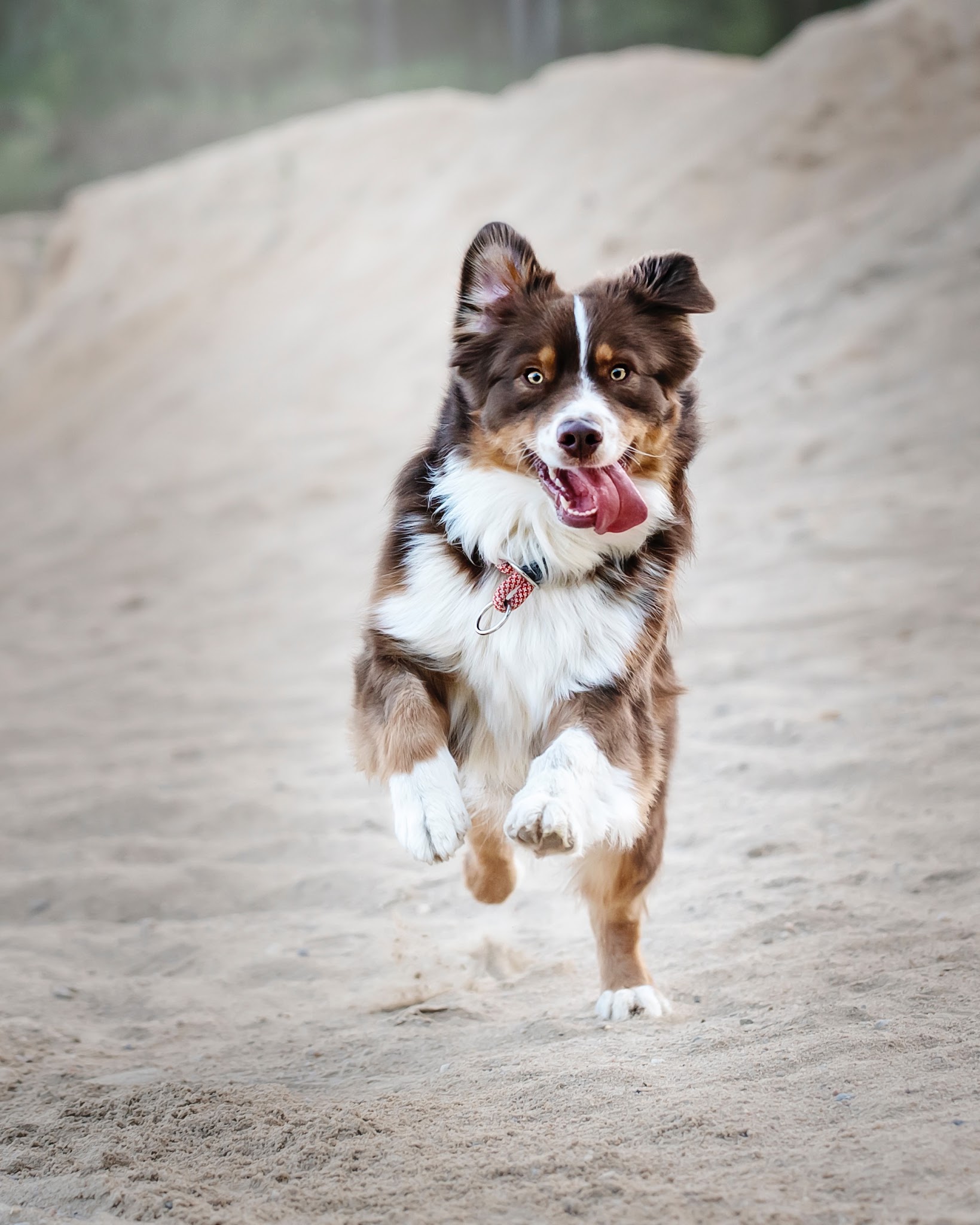 Le Bonheur des 4 Pattes - Pension canine