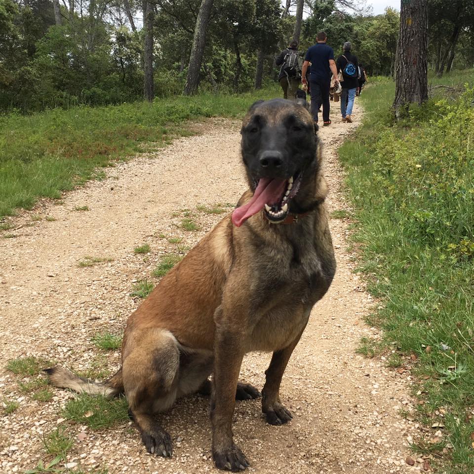 Dog's Home. Pension Garde de Chien. Education — photo
