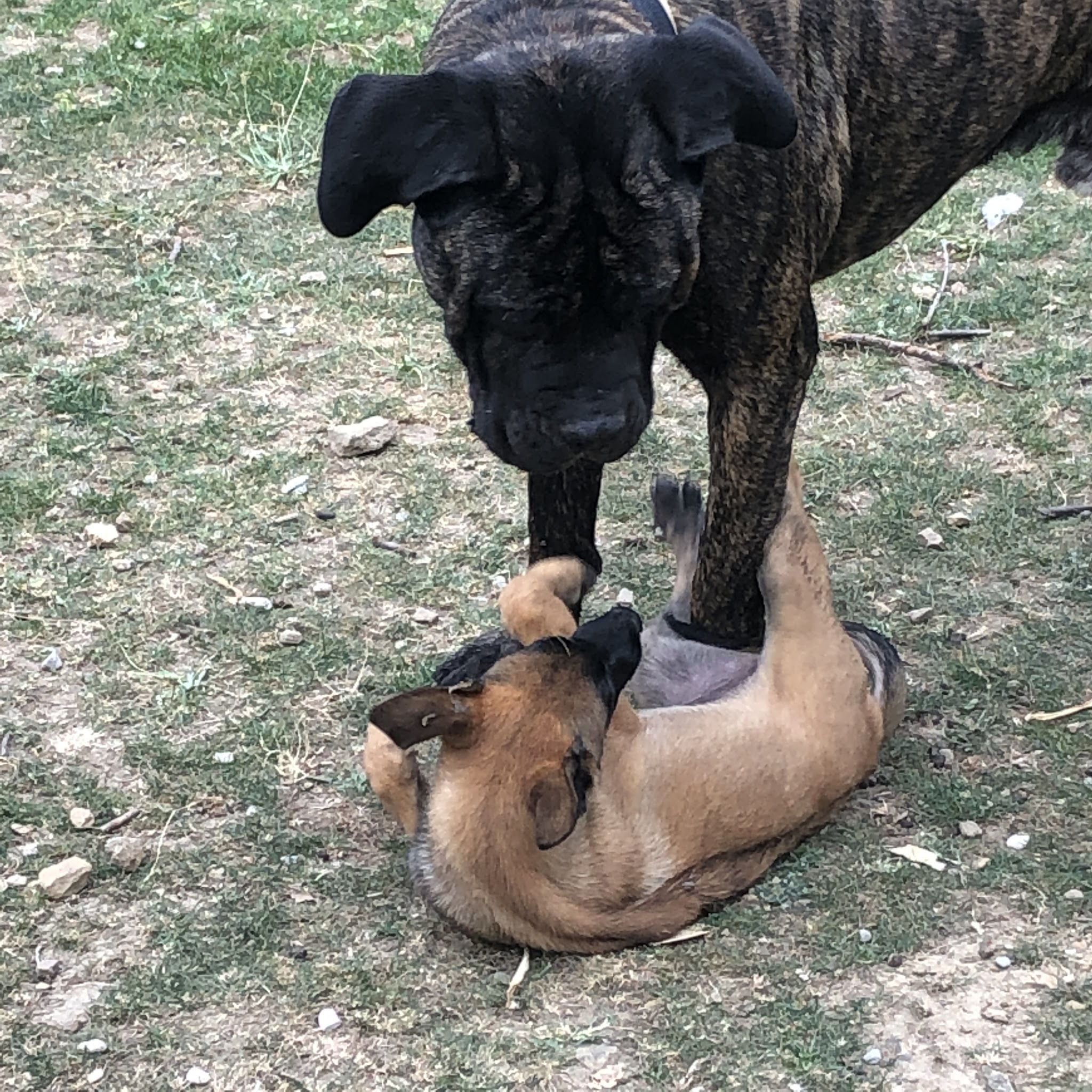 Dog's Home. Pension Garde de Chien. Education — photo