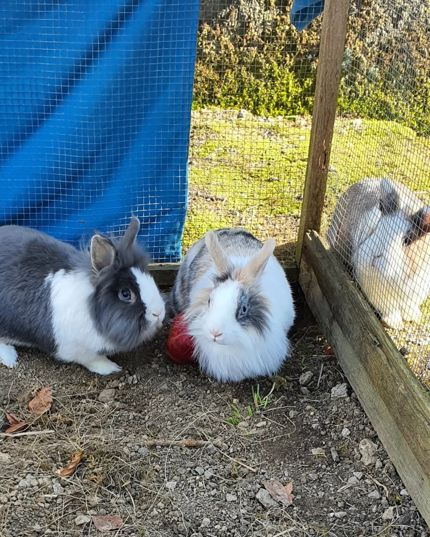 Partez Tranquille 65 by Nat : garde familiale d'animaux et éducateur Comportementaliste Canin — photo