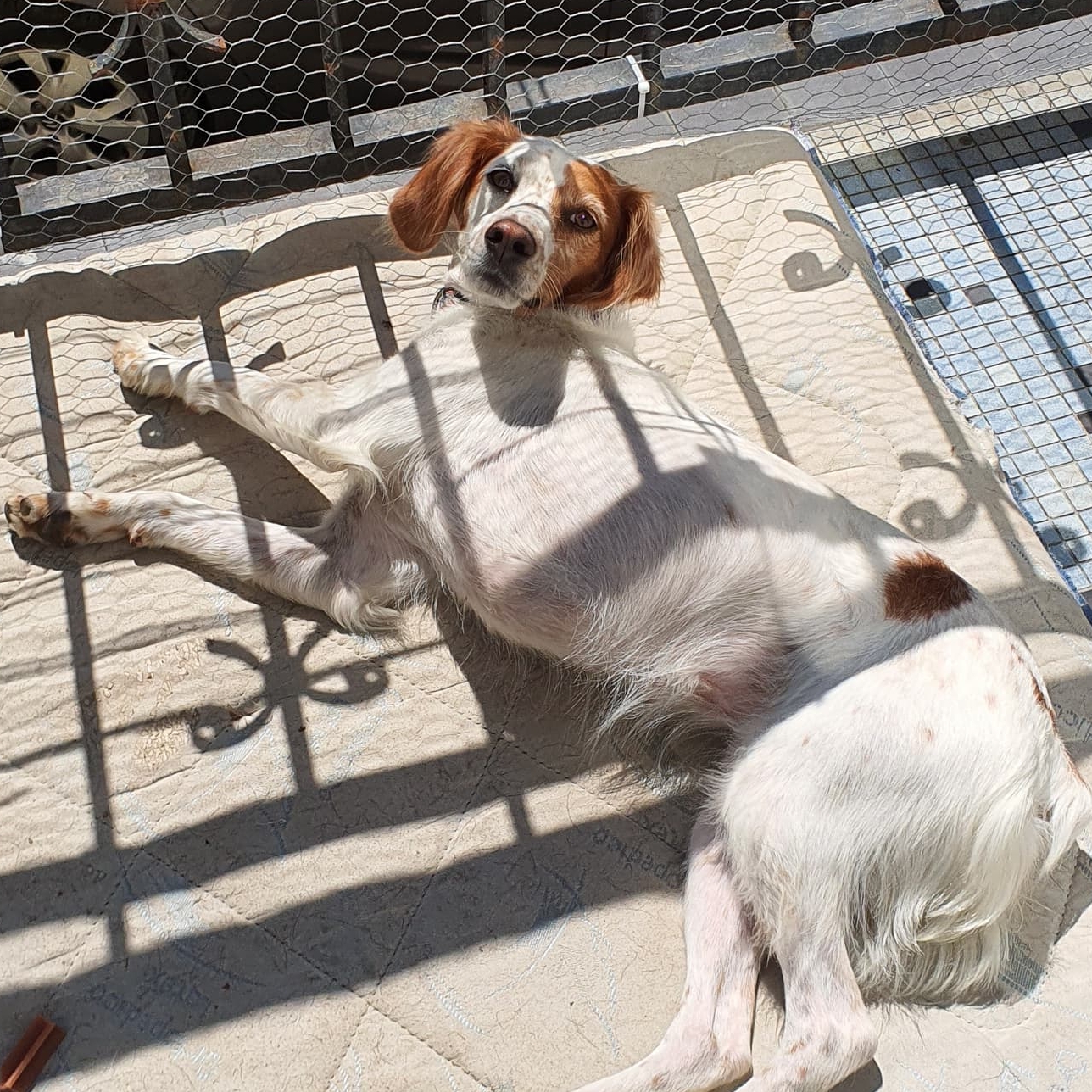 Partez Tranquille 65 by Nat : garde familiale d'animaux et éducateur Comportementaliste Canin — photo