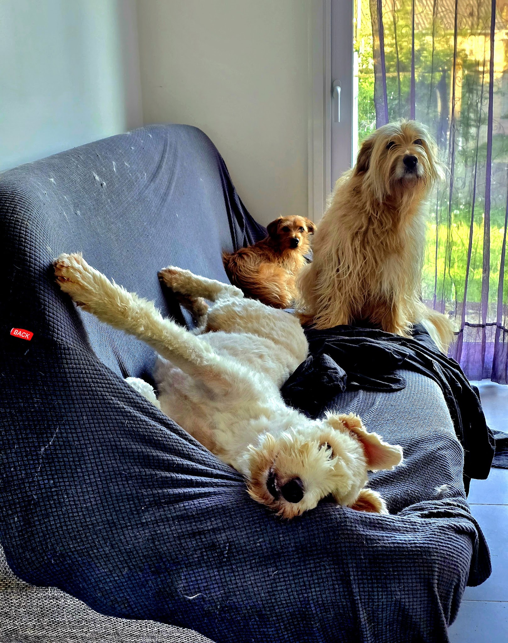 MuzoCare Petsitting et pension canine familiale — photo