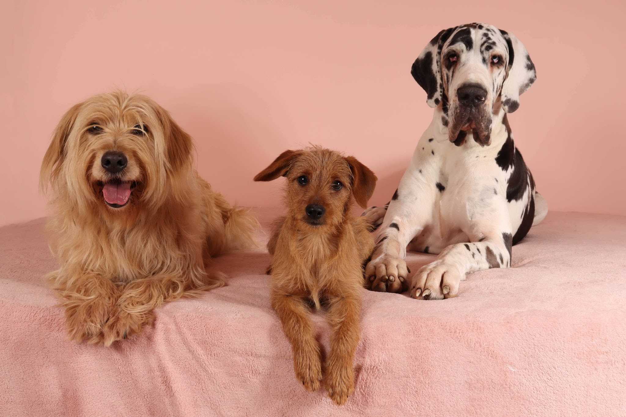 MuzoCare Petsitting et pension canine familiale — photo