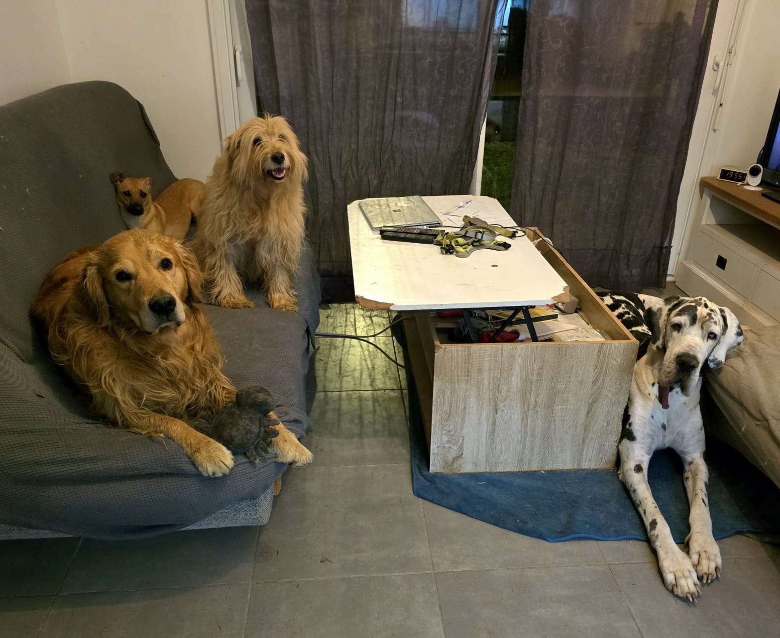 MuzoCare Petsitting et pension canine familiale