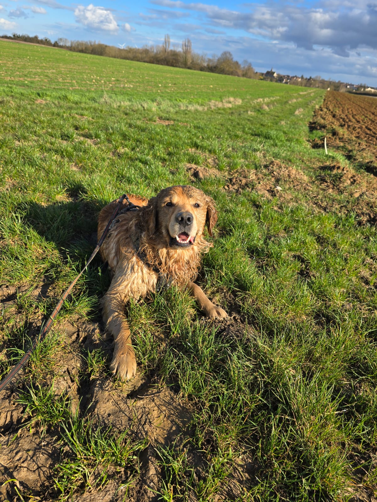 MuzoCare Petsitting et pension canine familiale — photo