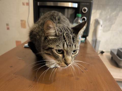 Educ pets — photo