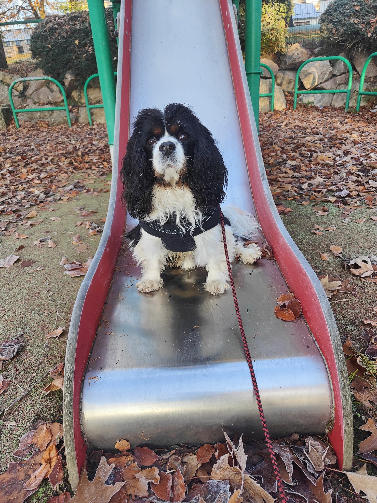 Educ pets — photo