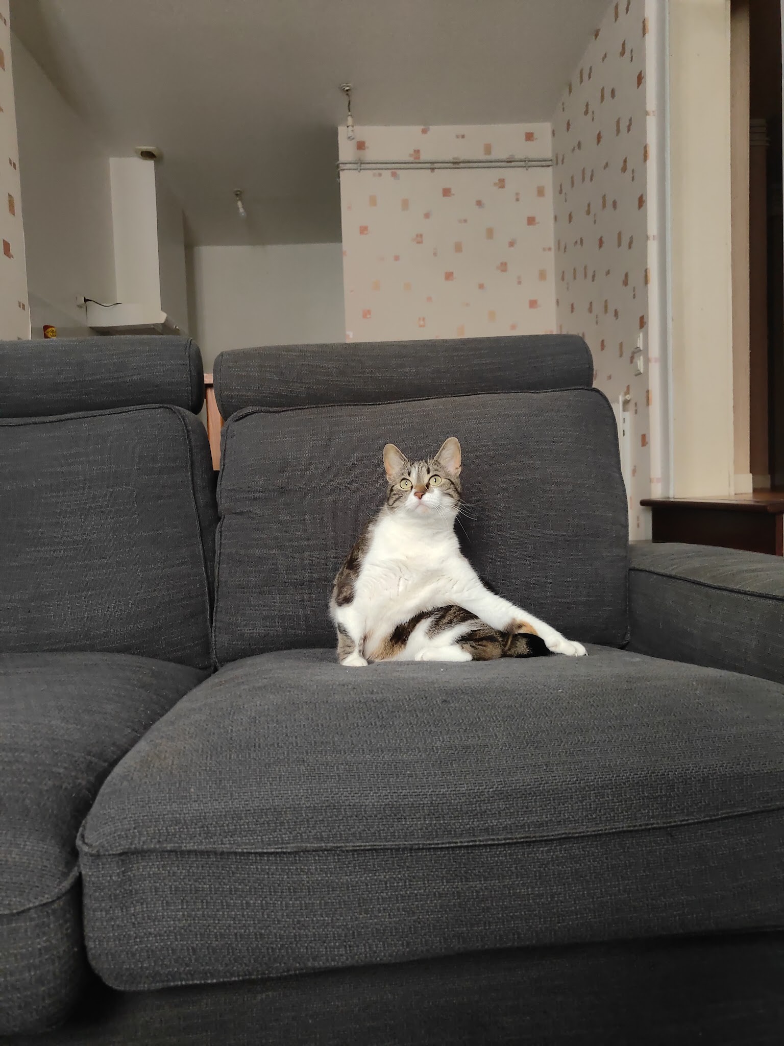 Educ pets — photo