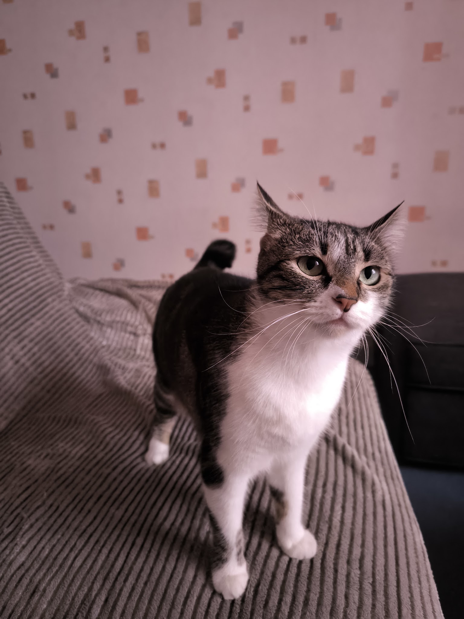 Educ pets — photo