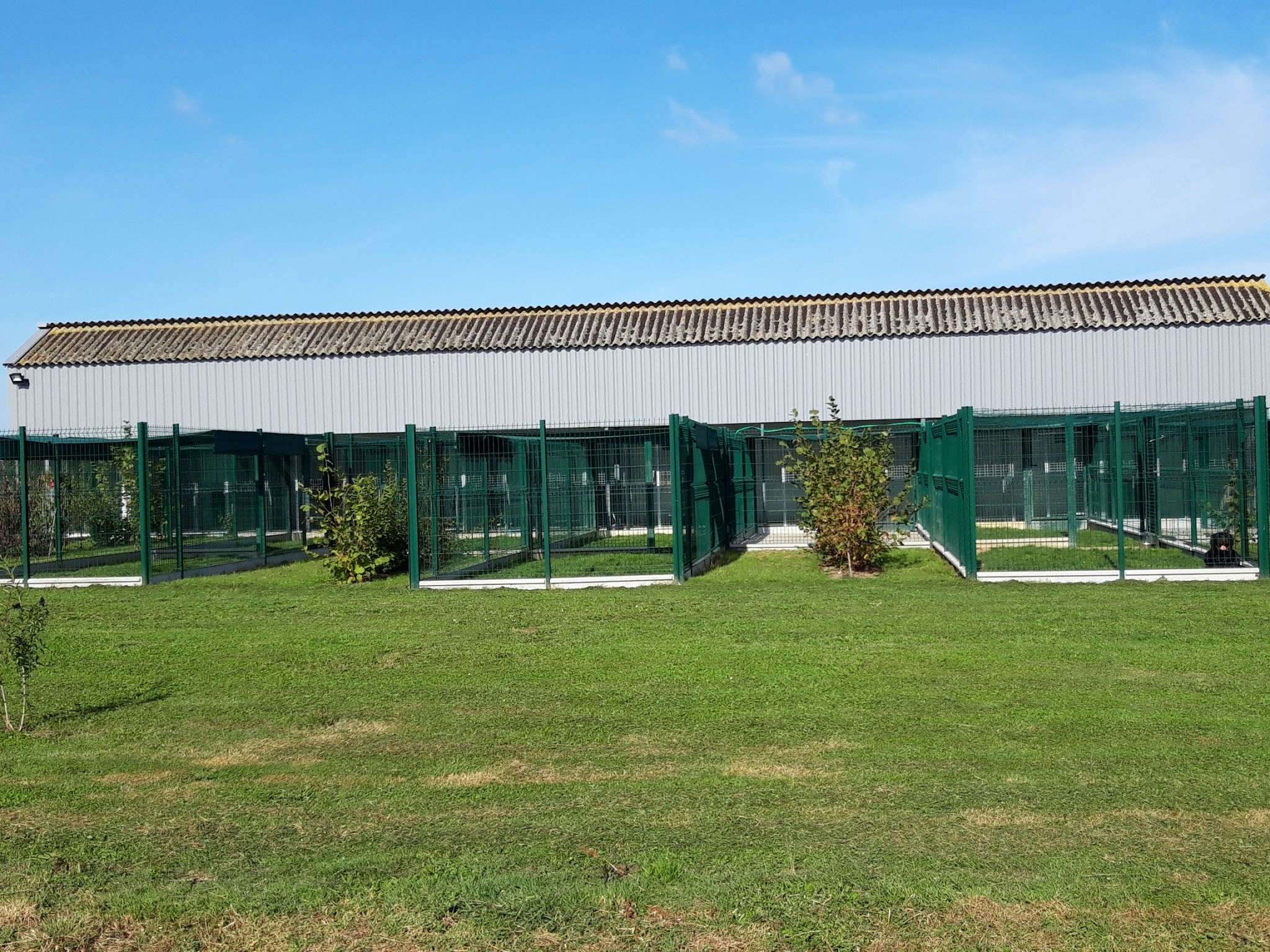 PENSION CANINE DU BORDAGE- SARL GUINAUDEAU MS- ELEVAGE DU CLAN D'ARELLYAN BULLDOG CONTINENTAL