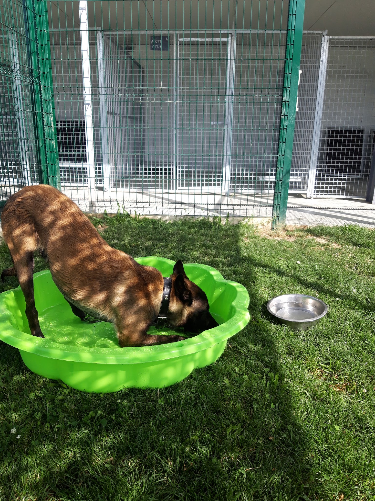 PENSION CANINE DU BORDAGE- SARL GUINAUDEAU MS- ELEVAGE DU CLAN D'ARELLYAN BULLDOG CONTINENTAL — photo