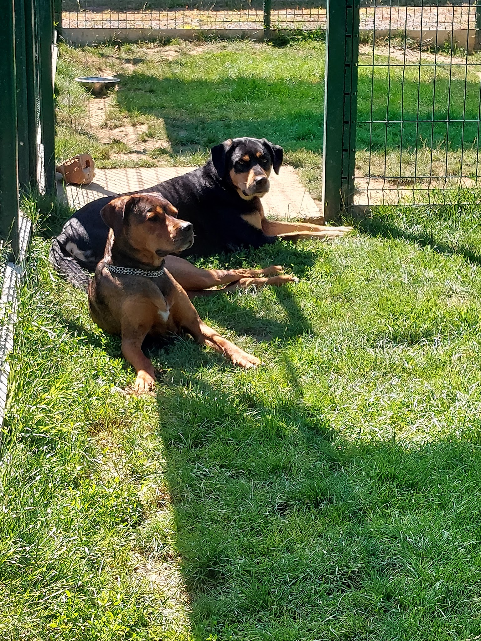 PENSION CANINE DU BORDAGE- SARL GUINAUDEAU MS- ELEVAGE DU CLAN D'ARELLYAN BULLDOG CONTINENTAL — photo