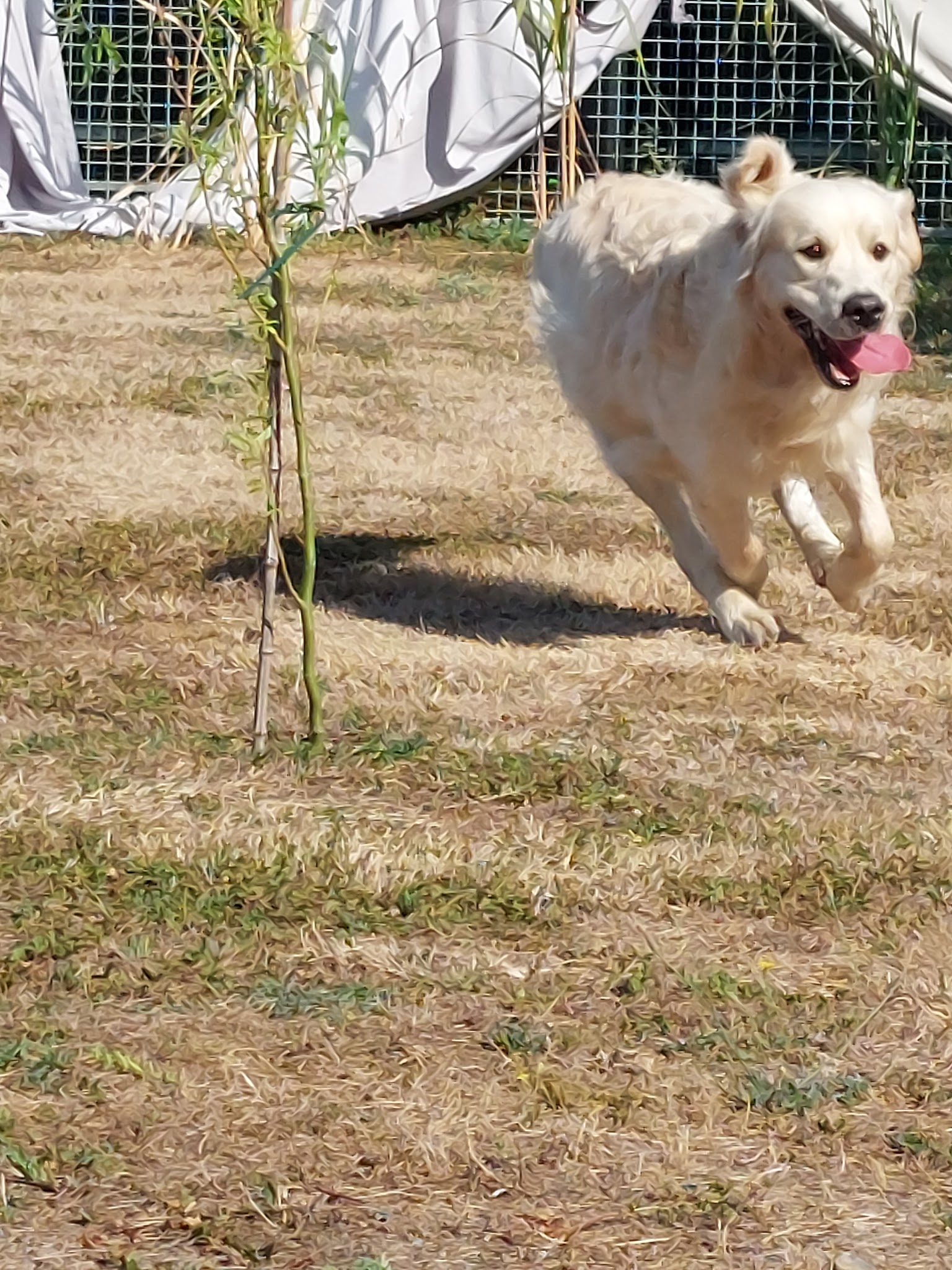 PENSION CANINE DU BORDAGE- SARL GUINAUDEAU MS- ELEVAGE DU CLAN D'ARELLYAN BULLDOG CONTINENTAL — photo