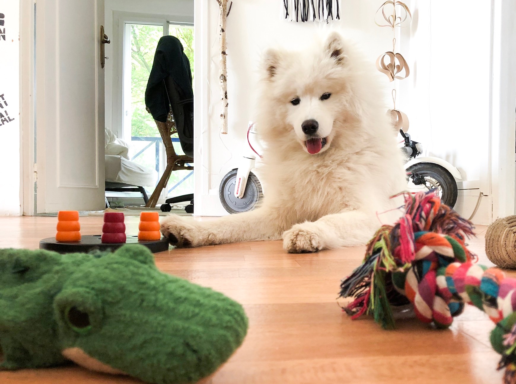 Copains Canins — photo