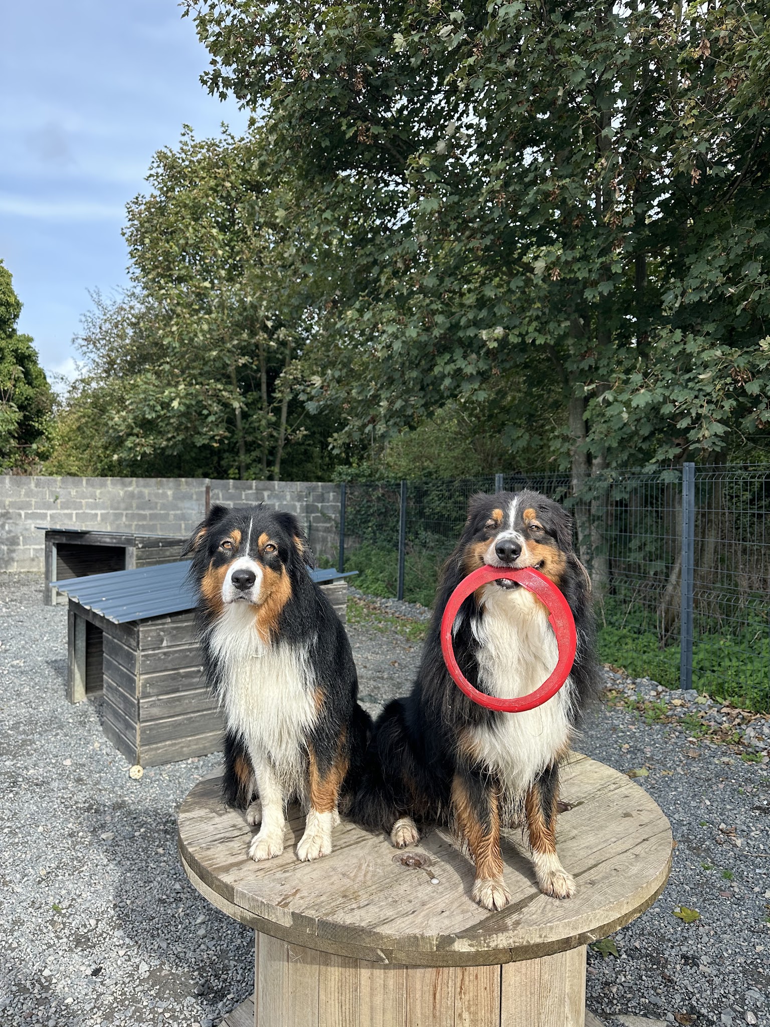 Copains Canins — photo