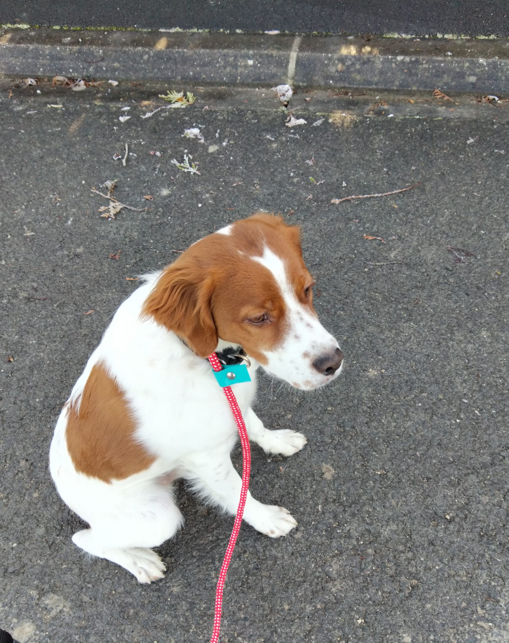 Educ&Moi - Educatrice et comportementaliste canin — photo