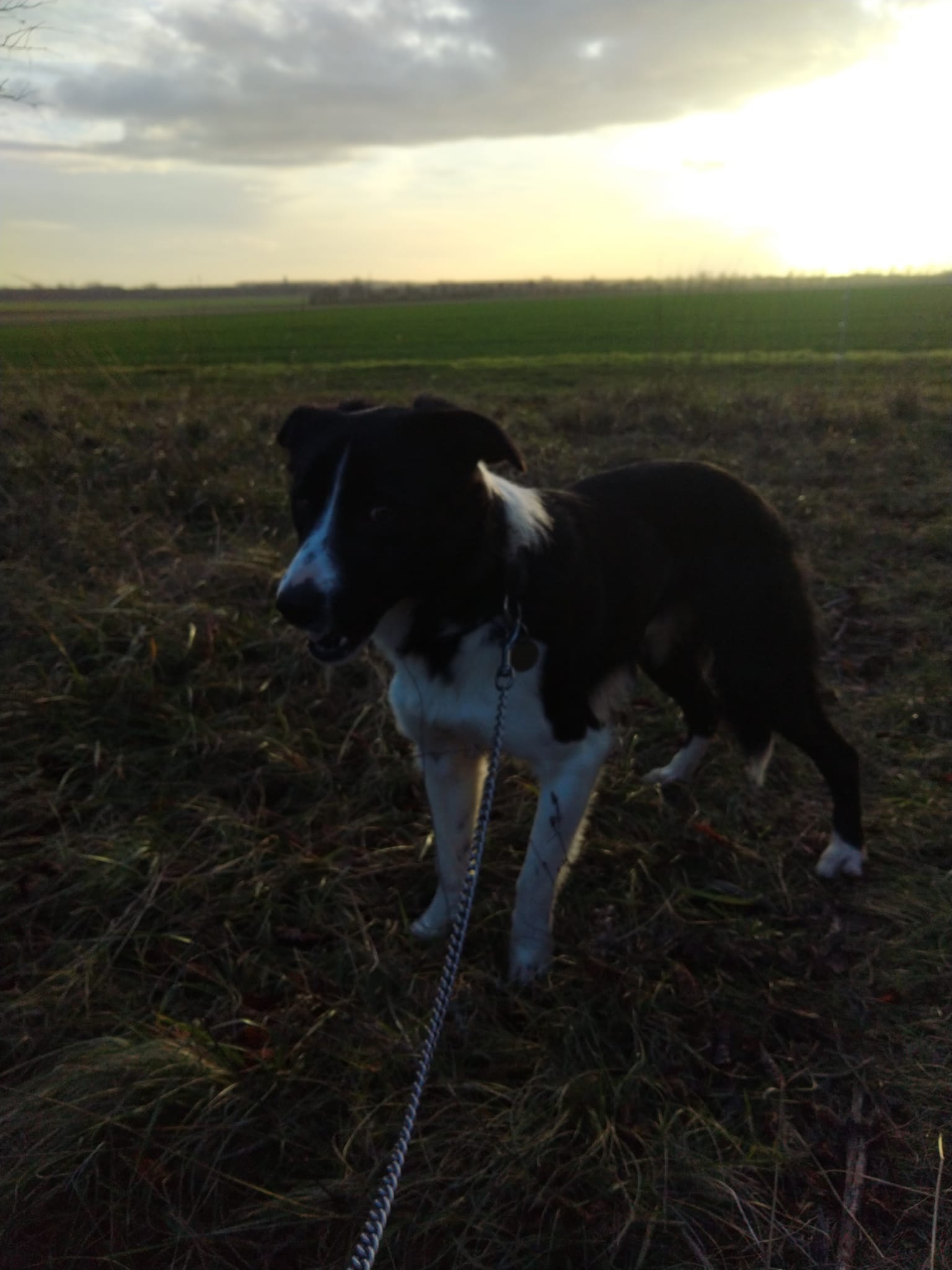 Educ&Moi - Educatrice et comportementaliste canin — photo