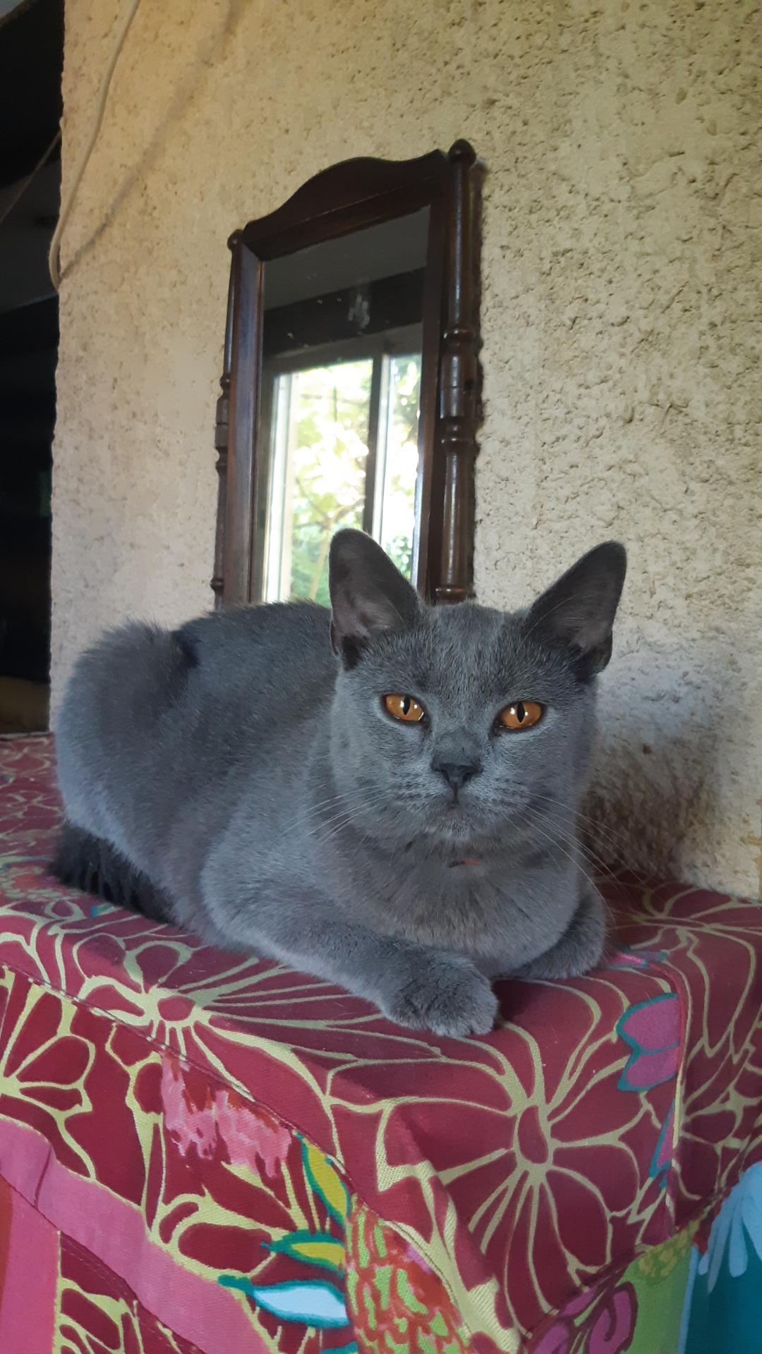 Pension canine et feline des corbieres — photo