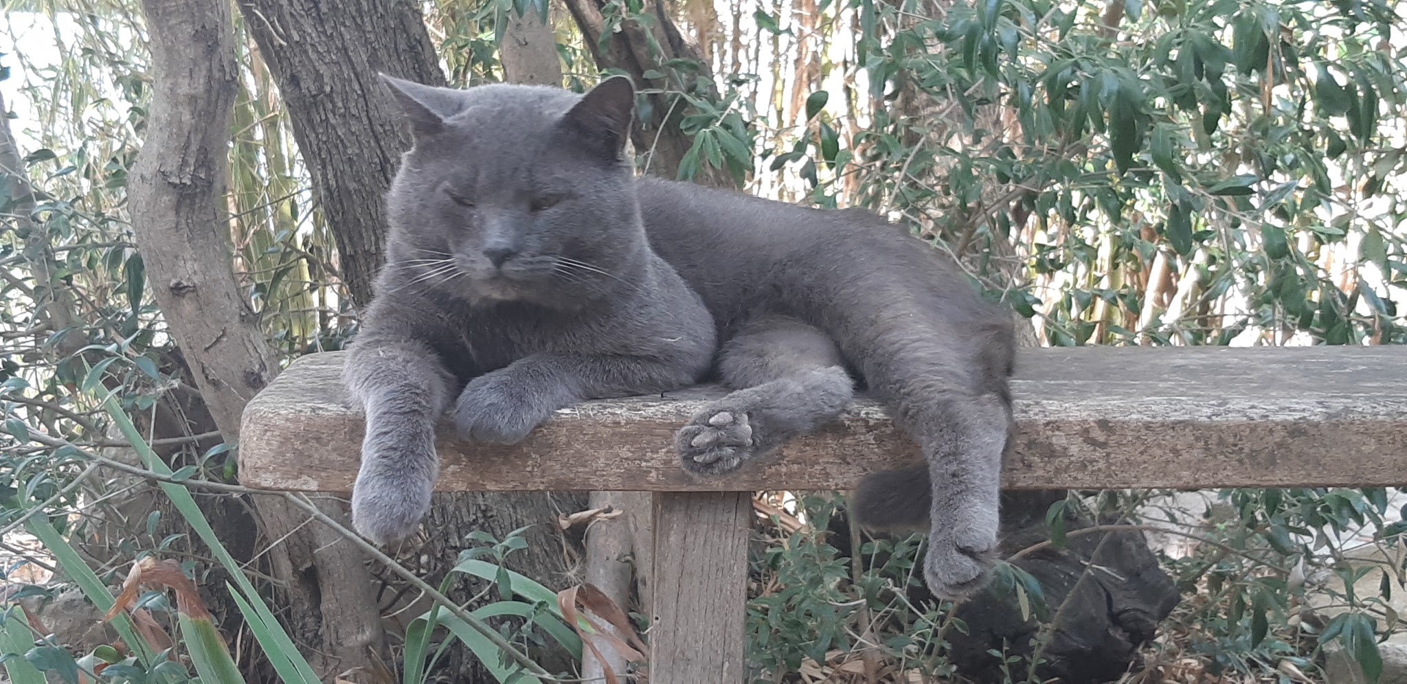 Pension canine et feline des corbieres — photo