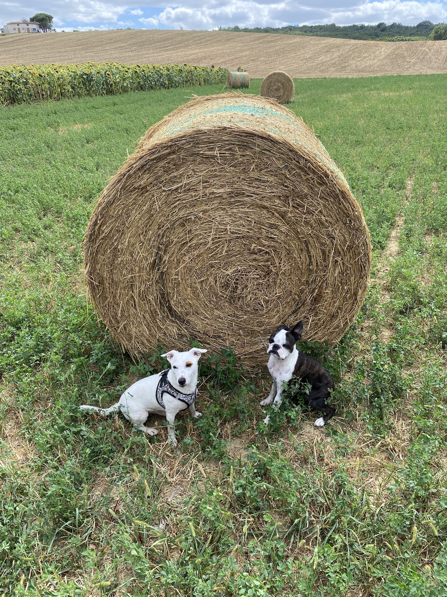Les canins d'abord — photo