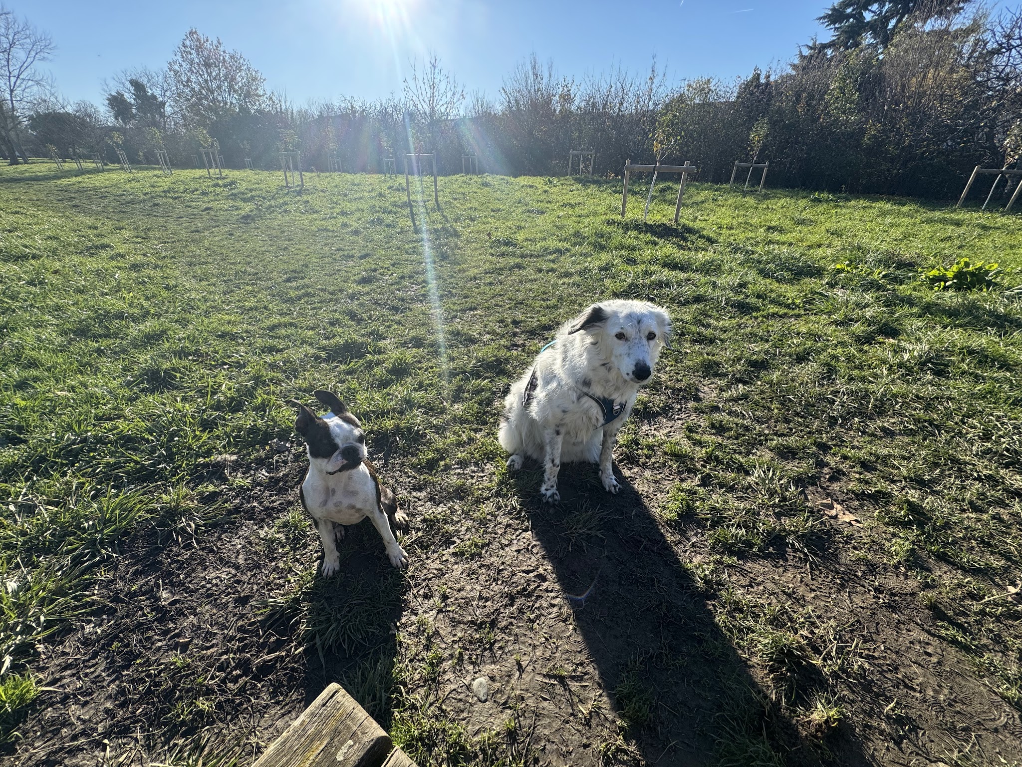 Les canins d'abord — photo