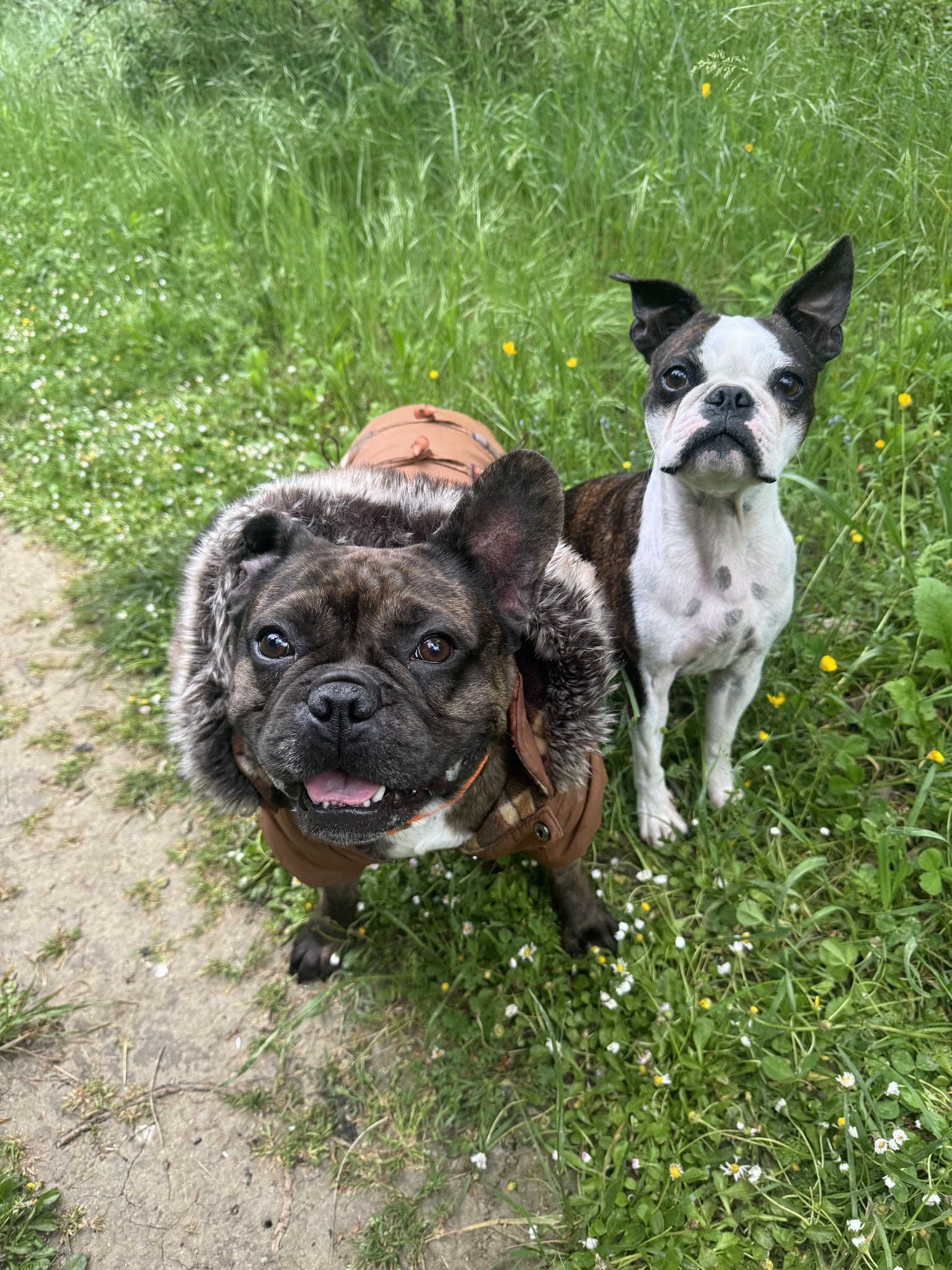 Les canins d'abord — photo