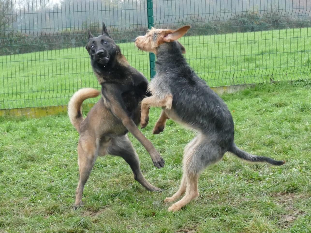 Pension de la Bresse (pension Canine) — photo