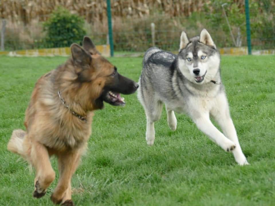 Pension de la Bresse (pension Canine) — photo